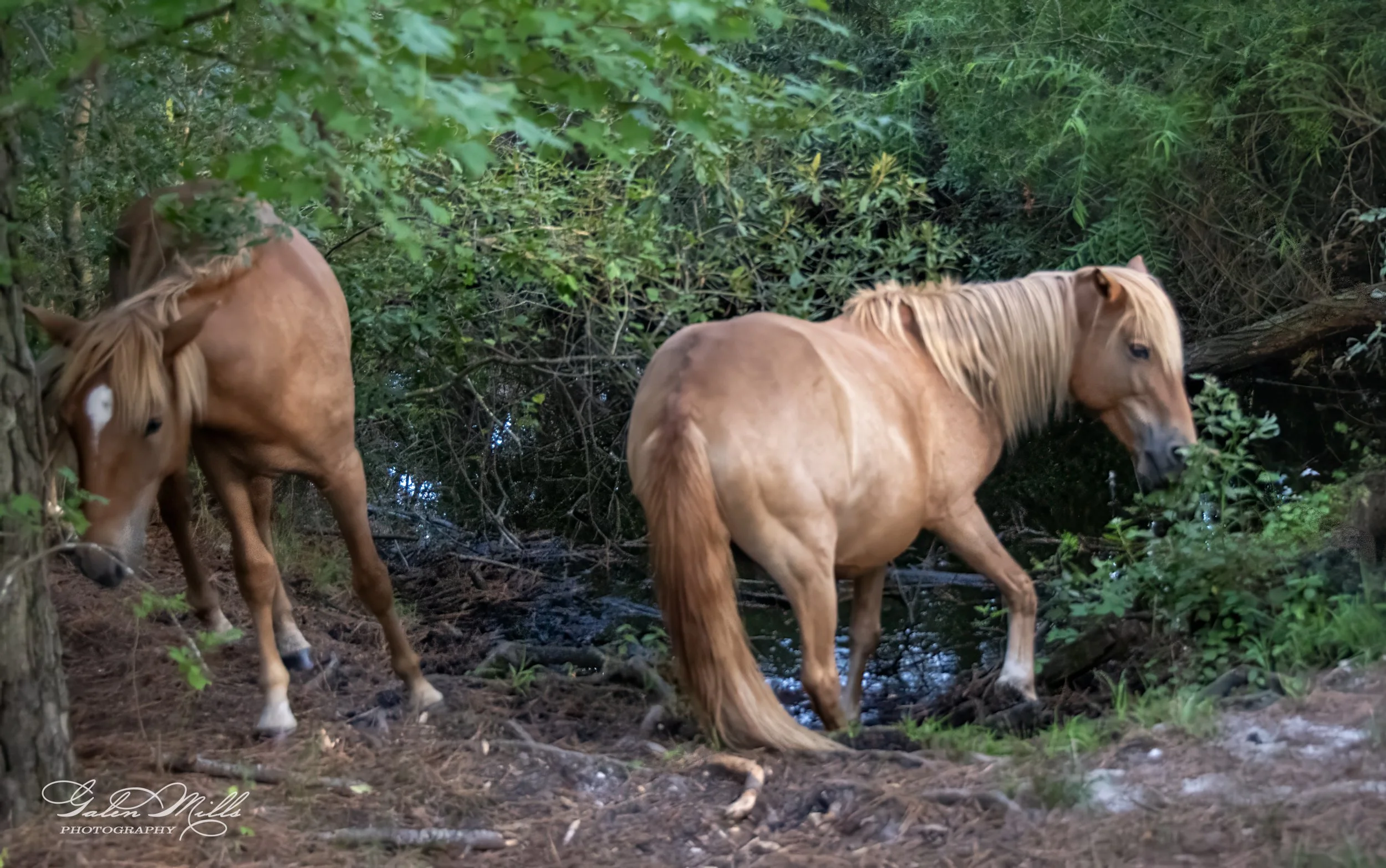 Two horses grazing in a wooded area near a small water body.
