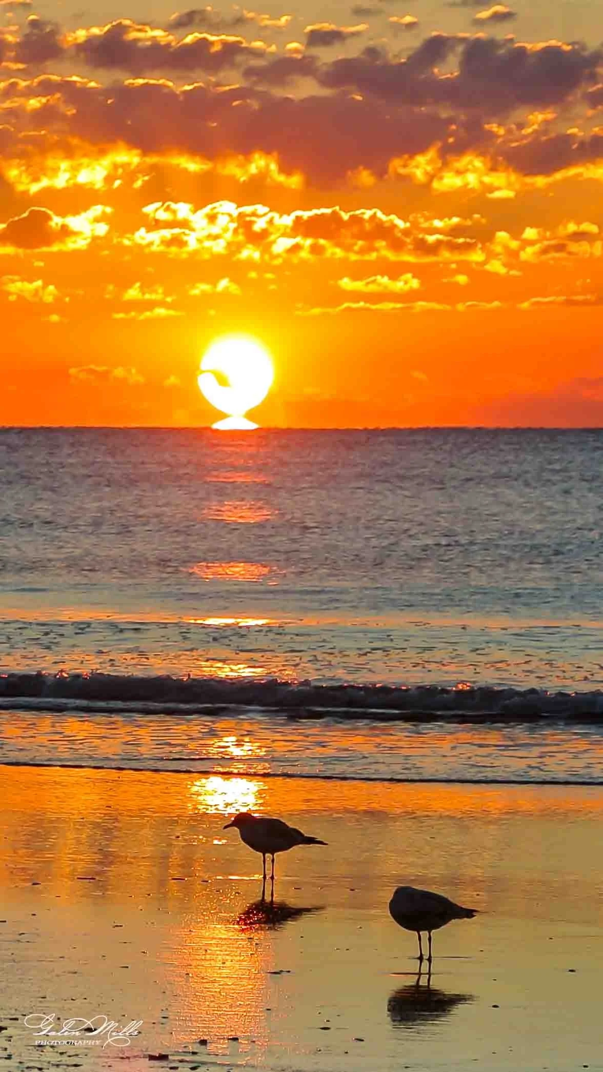 A sunset over the ocean with the sun partially obscured by clouds and a seagull standing on the wet sand in the foreground.