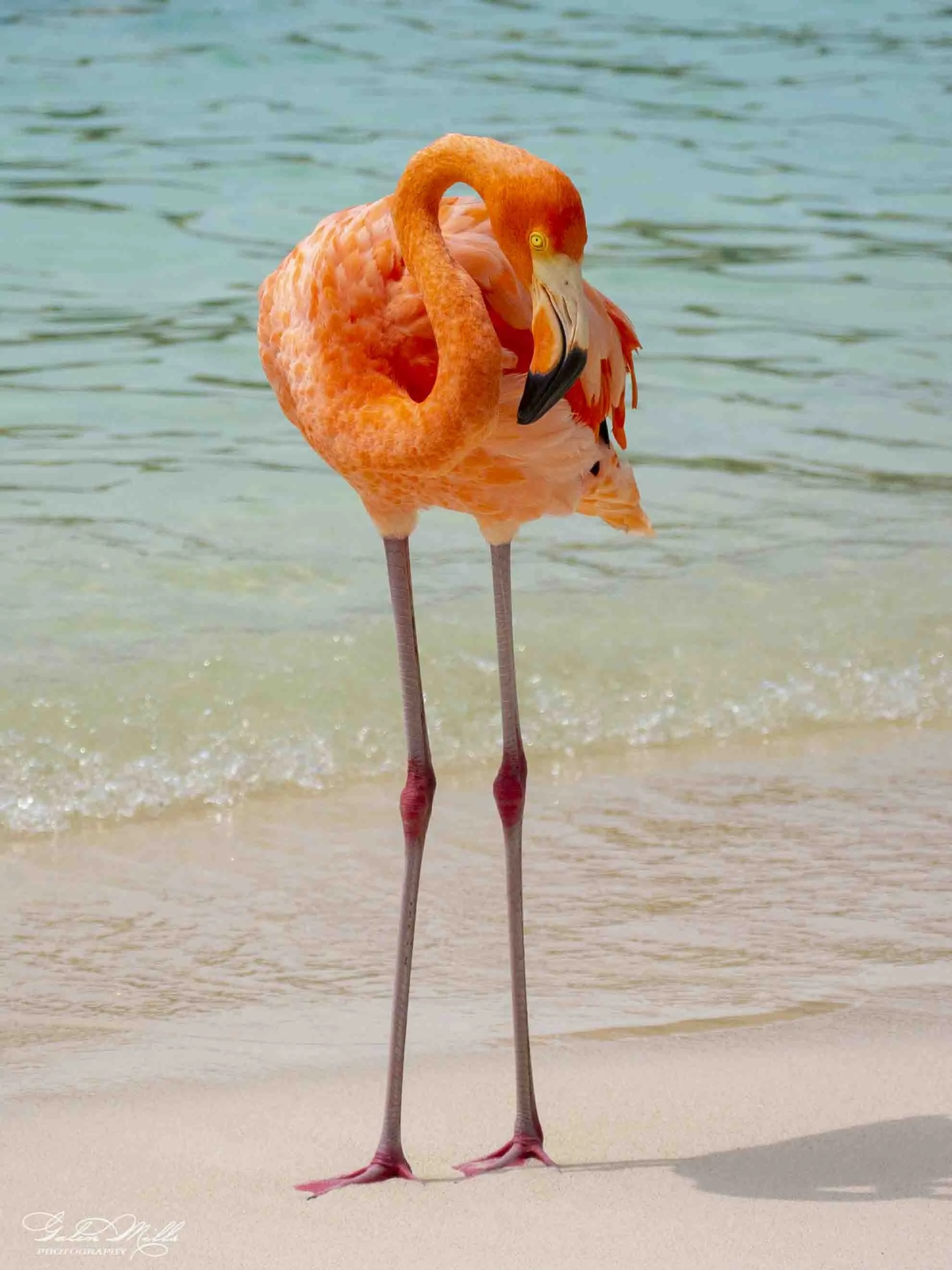 Pink flamingo standing on a sandy beach near the water with gentle waves.