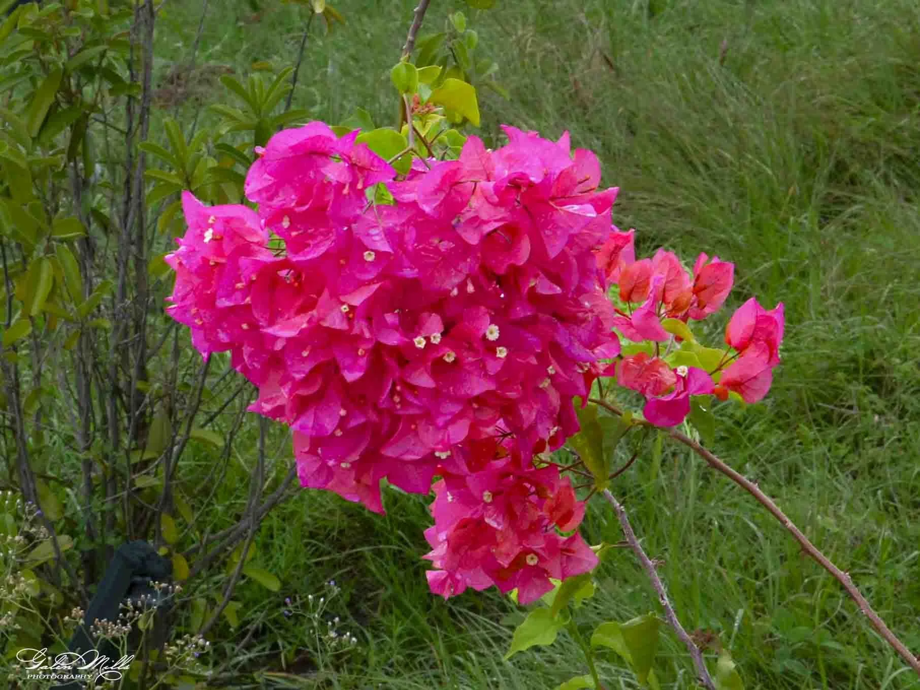 Bright pink bougainvillea flowers with small white centers in a garden setting, with green grass and leaves in the background.