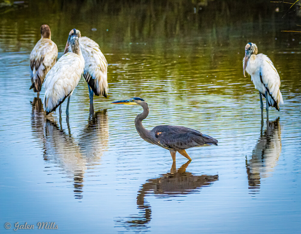 Heron and several storks in shallow water reflecting their silhouettes.