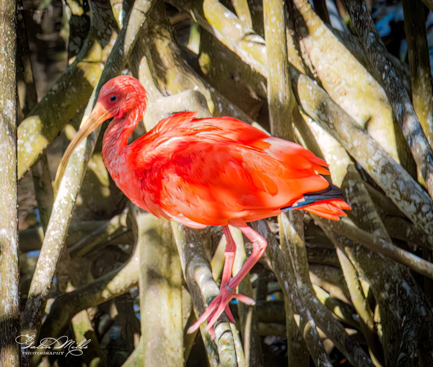 Scarlet ibis standing among tree branches