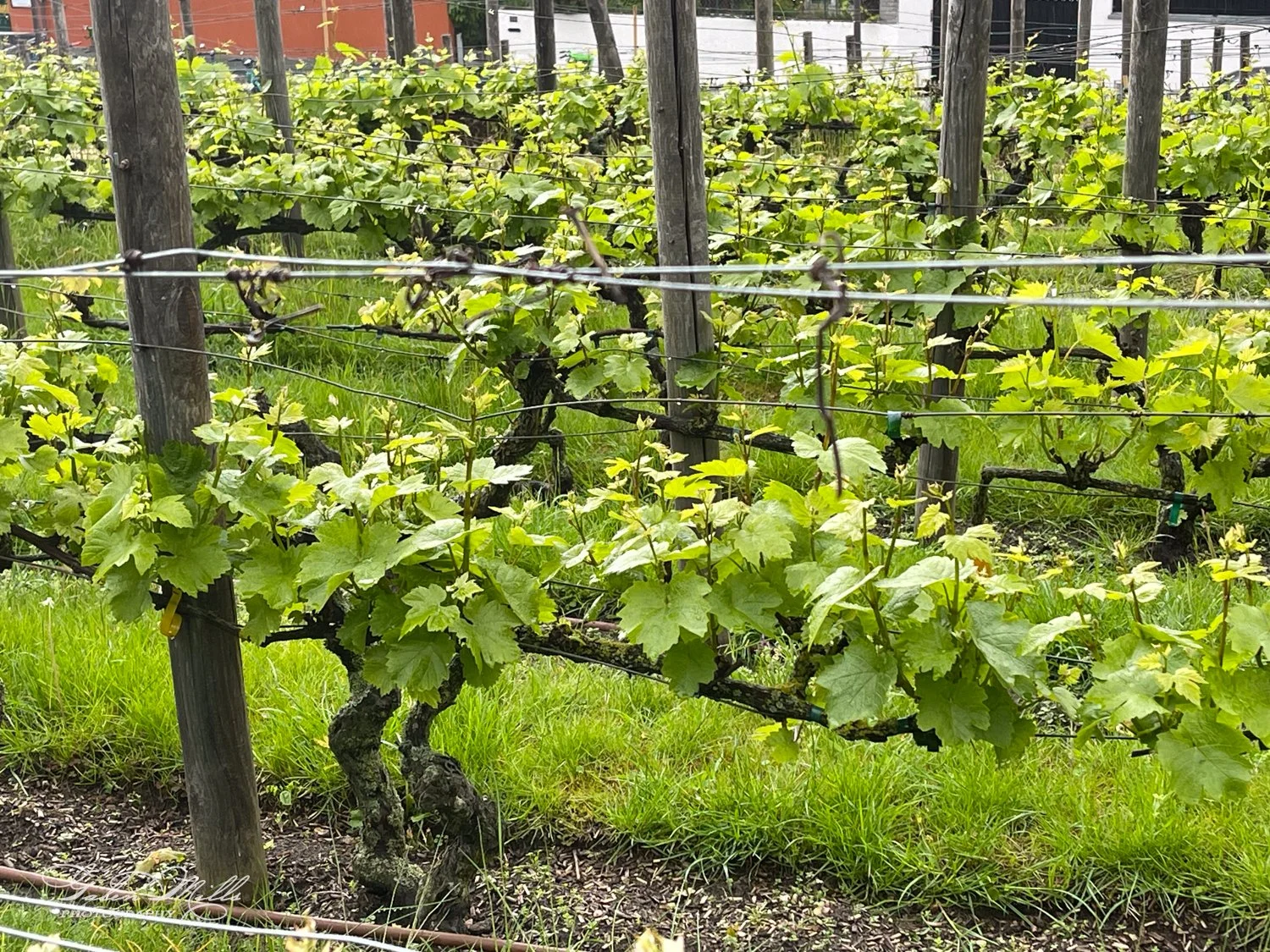 A vineyard with grapevines growing on trellises, featuring lush green leaves and wooden supporting posts.