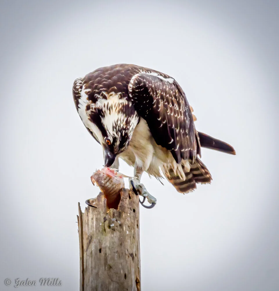 Osprey on a wooden post eating a fish