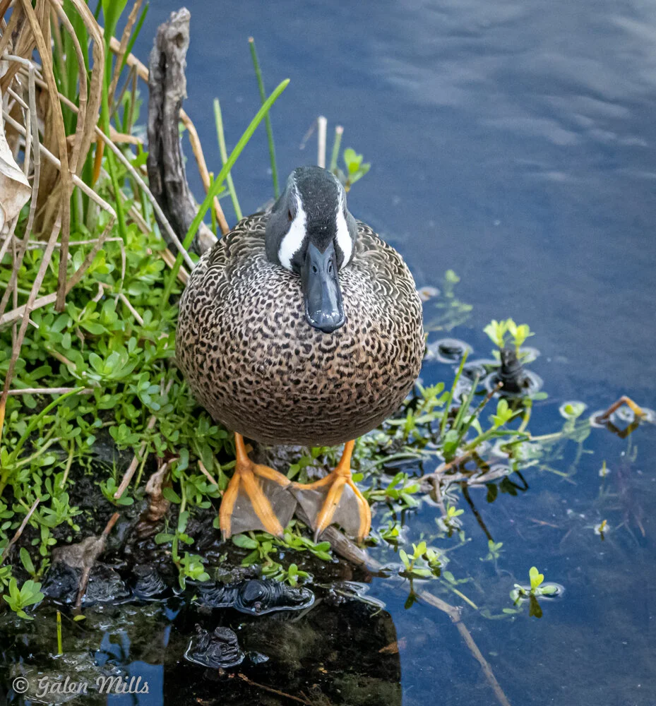 Close-up of a duck with distinctive markings standing on the edge of a wetland with green vegetation.