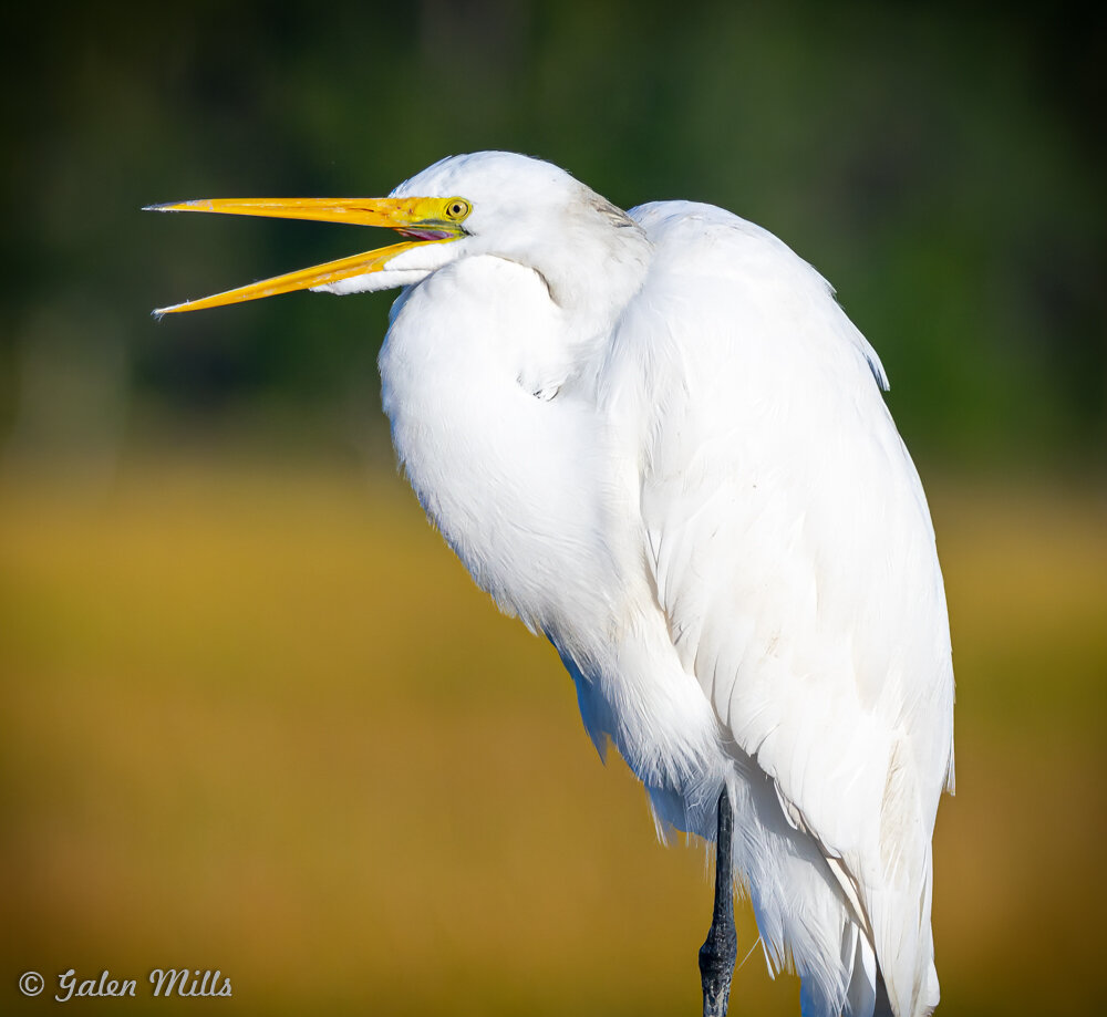 Great egret with open beak standing on one leg against blurred natural background.
