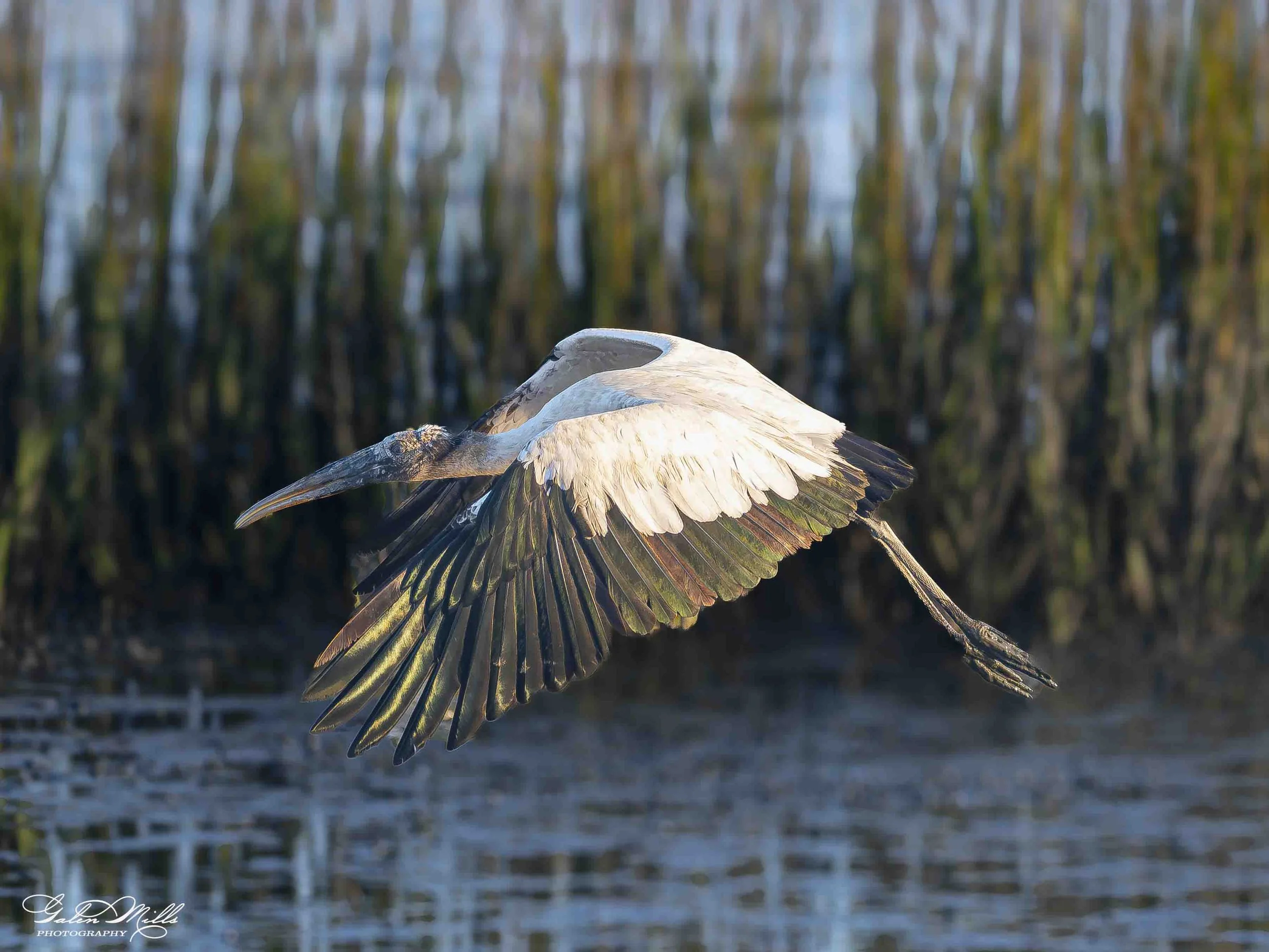 A stork with spread wings flying over water with reflections of trees in the background.
