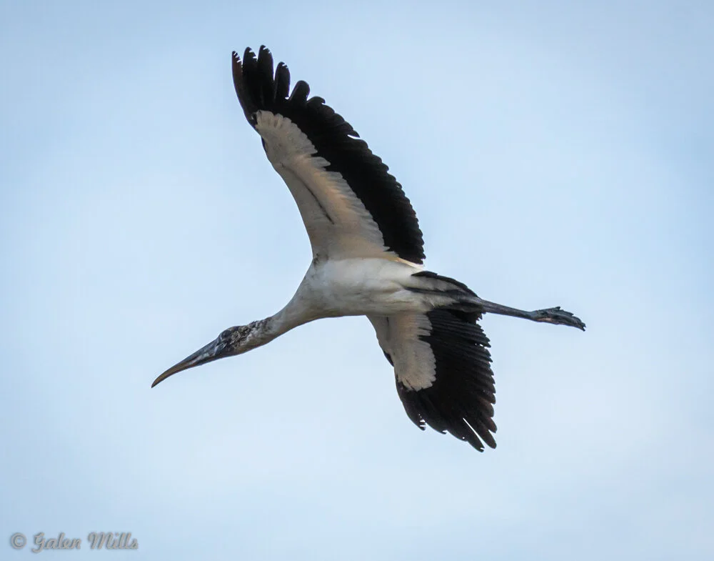 Wood stork in flight with black and white feathers, long beak and legs, against a clear sky backdrop.