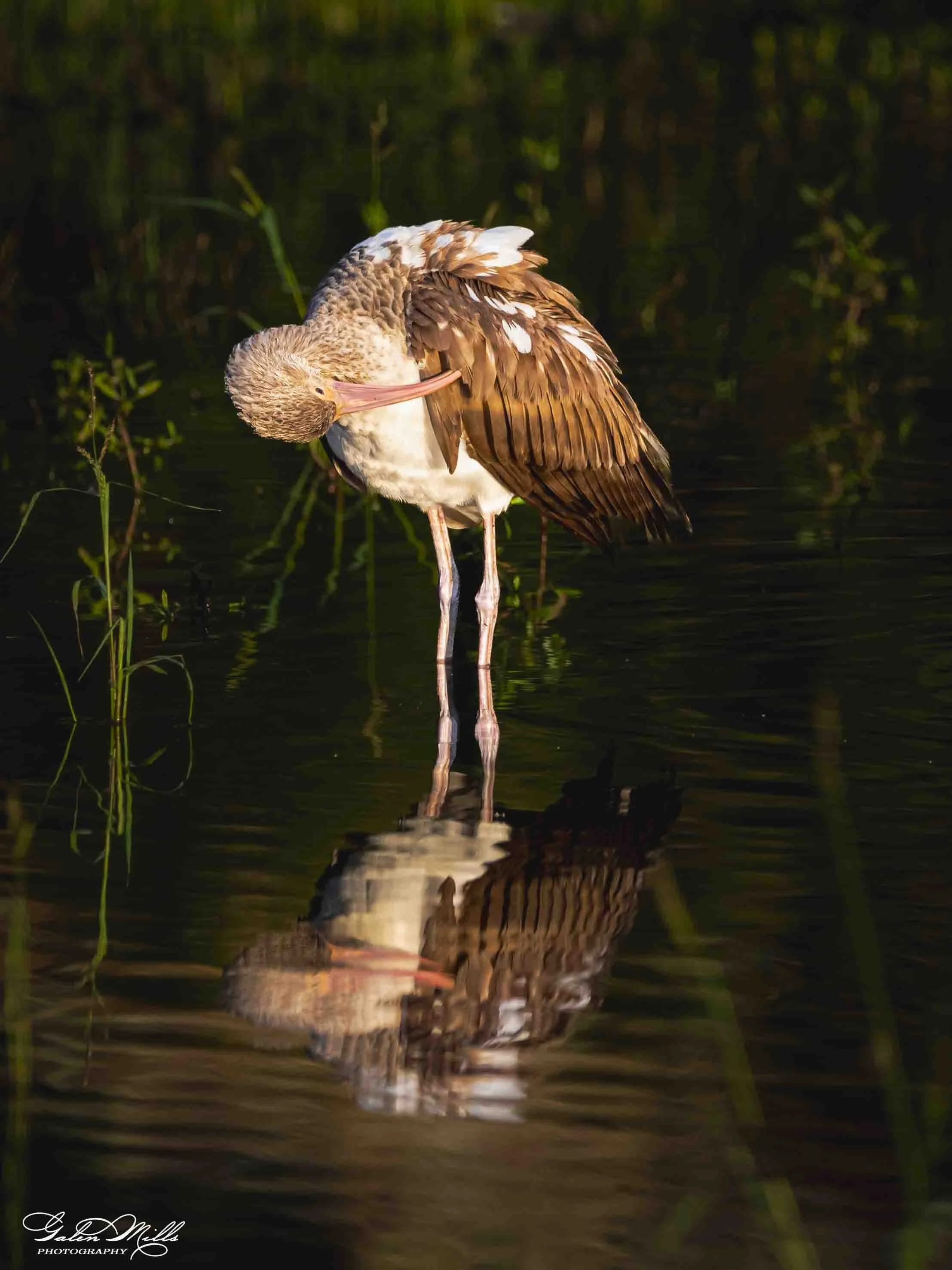 A ibis in water, preening itself with its beak, surrounded by green vegetation at dusk or dawn, with its reflection visible in the water.