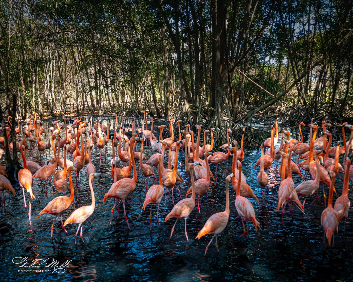 Group of flamingos wading in a forested wetland area.