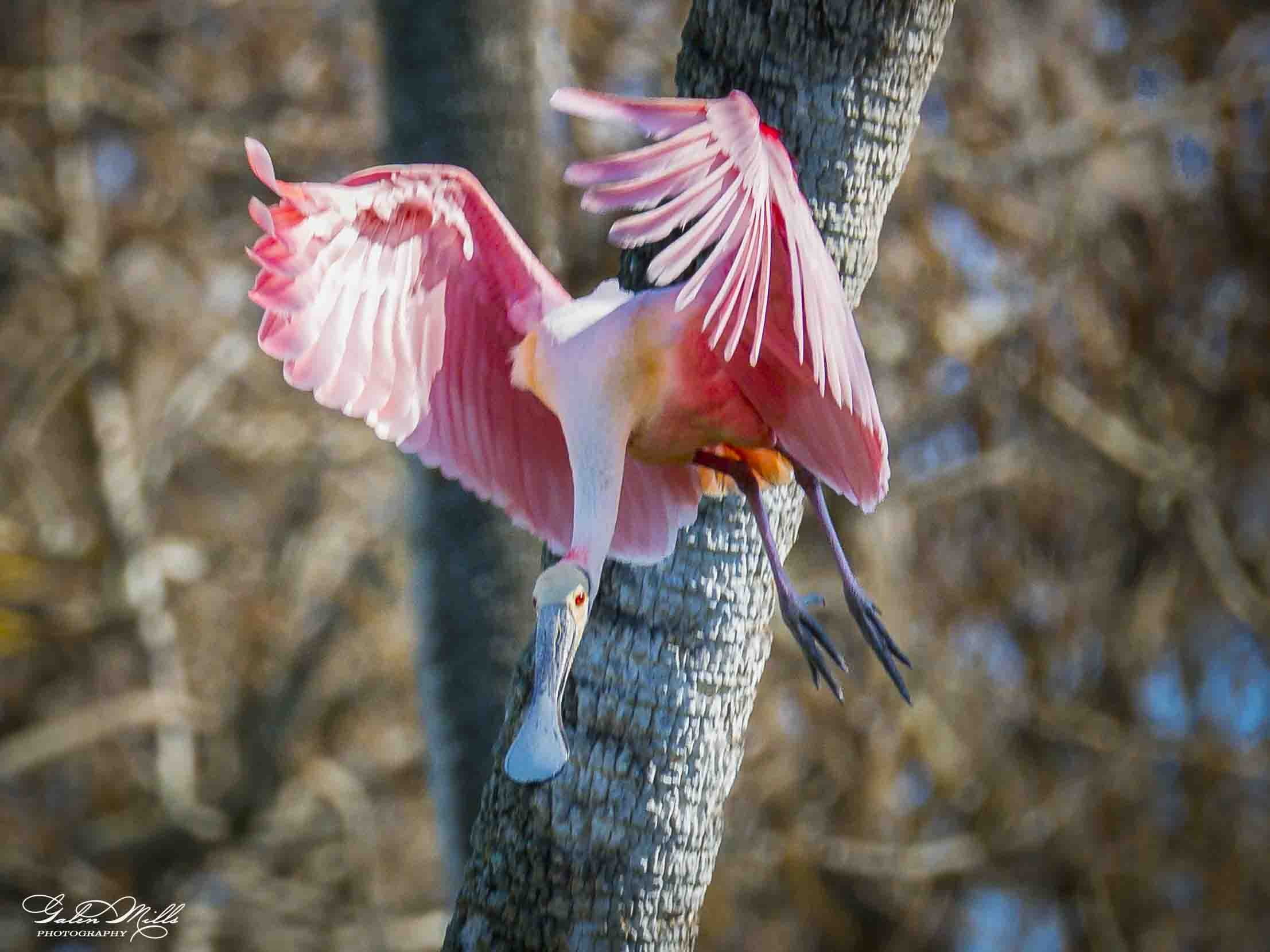 Water birds  Horz-72.jpg