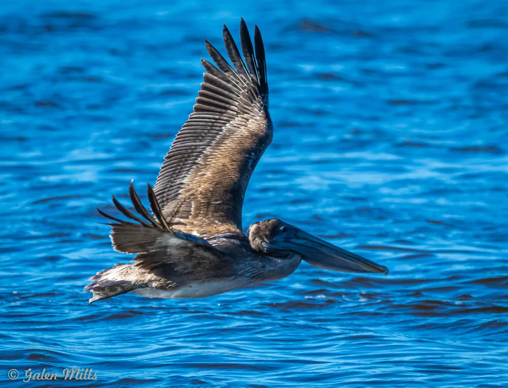 A brown pelican flying over blue water on a sunny day.