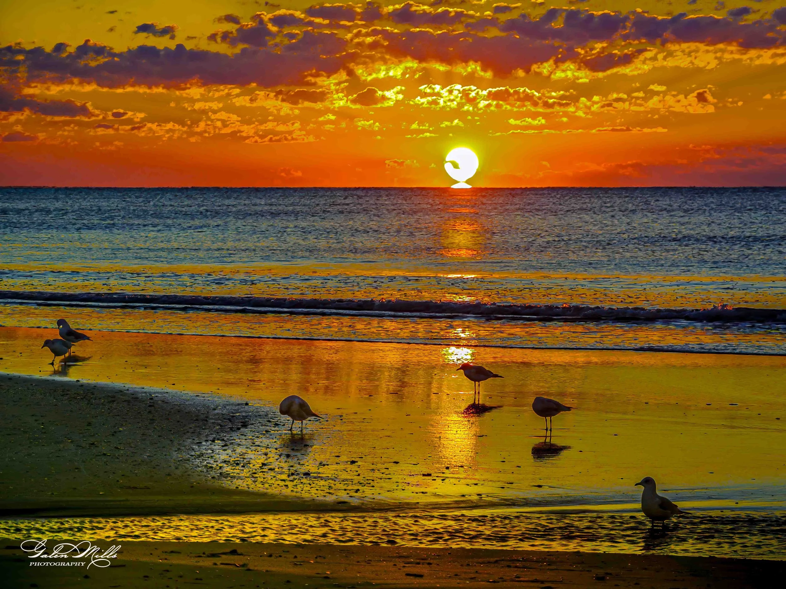 Sunset over the ocean with a reflection on the water and clouds in the sky, with seagulls standing on the wet sand in the foreground.