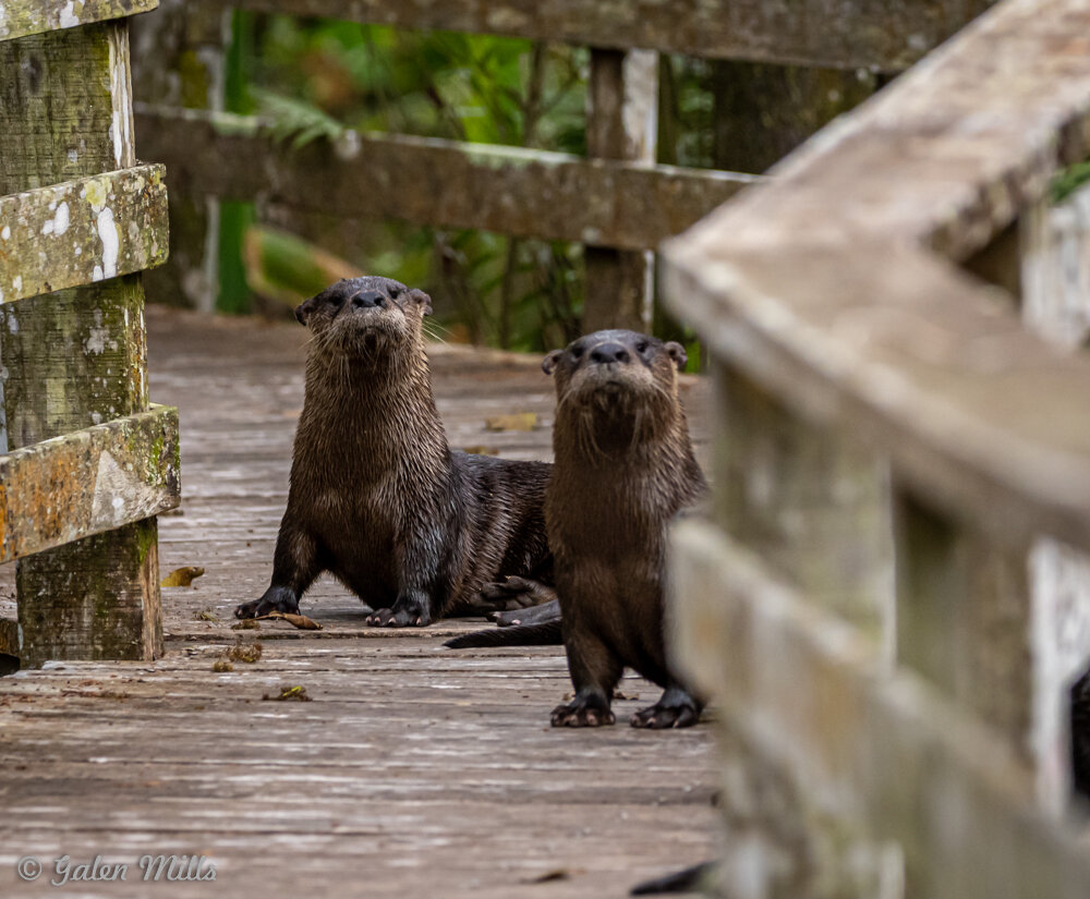 Two otters on a wooden boardwalk surrounded by greenery.