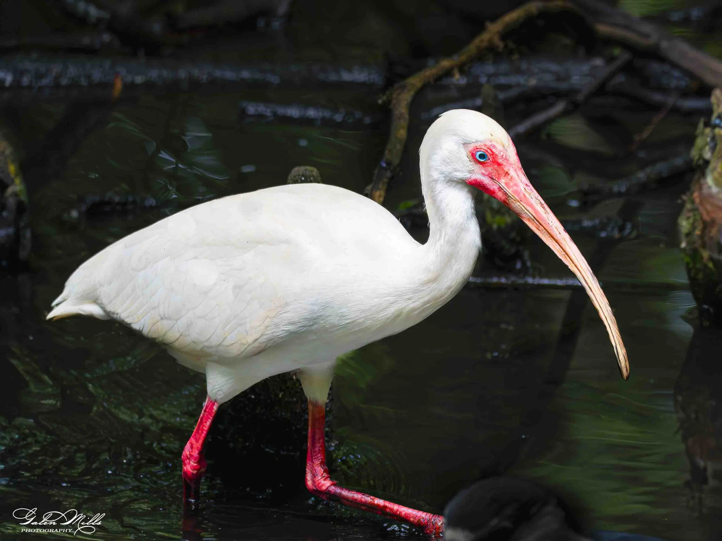 Water birds  Horz-3.jpg