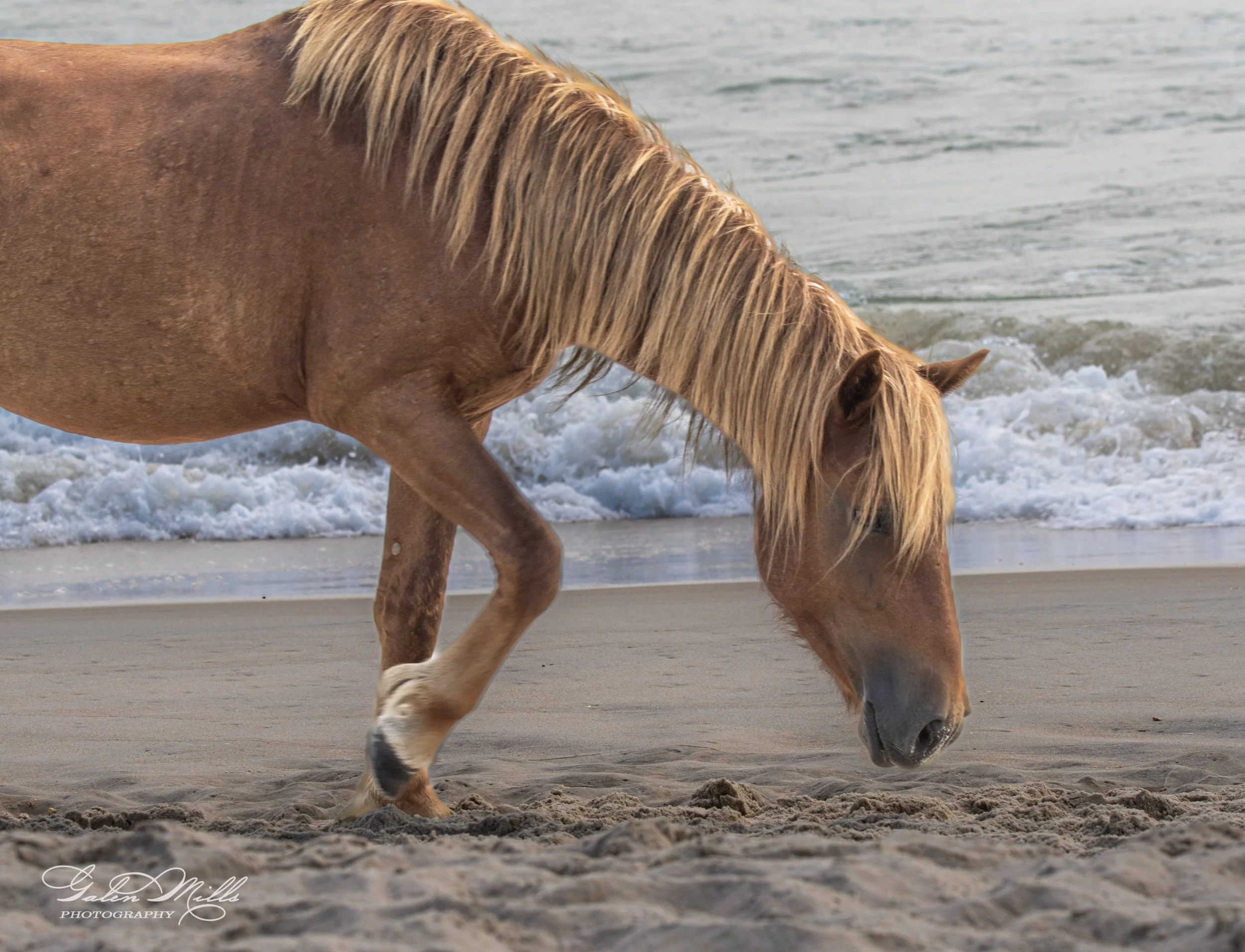 A wild horse walking on a beach near the ocean with waves in the background.
