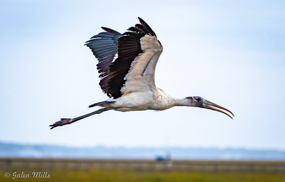 A wood stork flying in the sky with wings spread wide and a long beak.