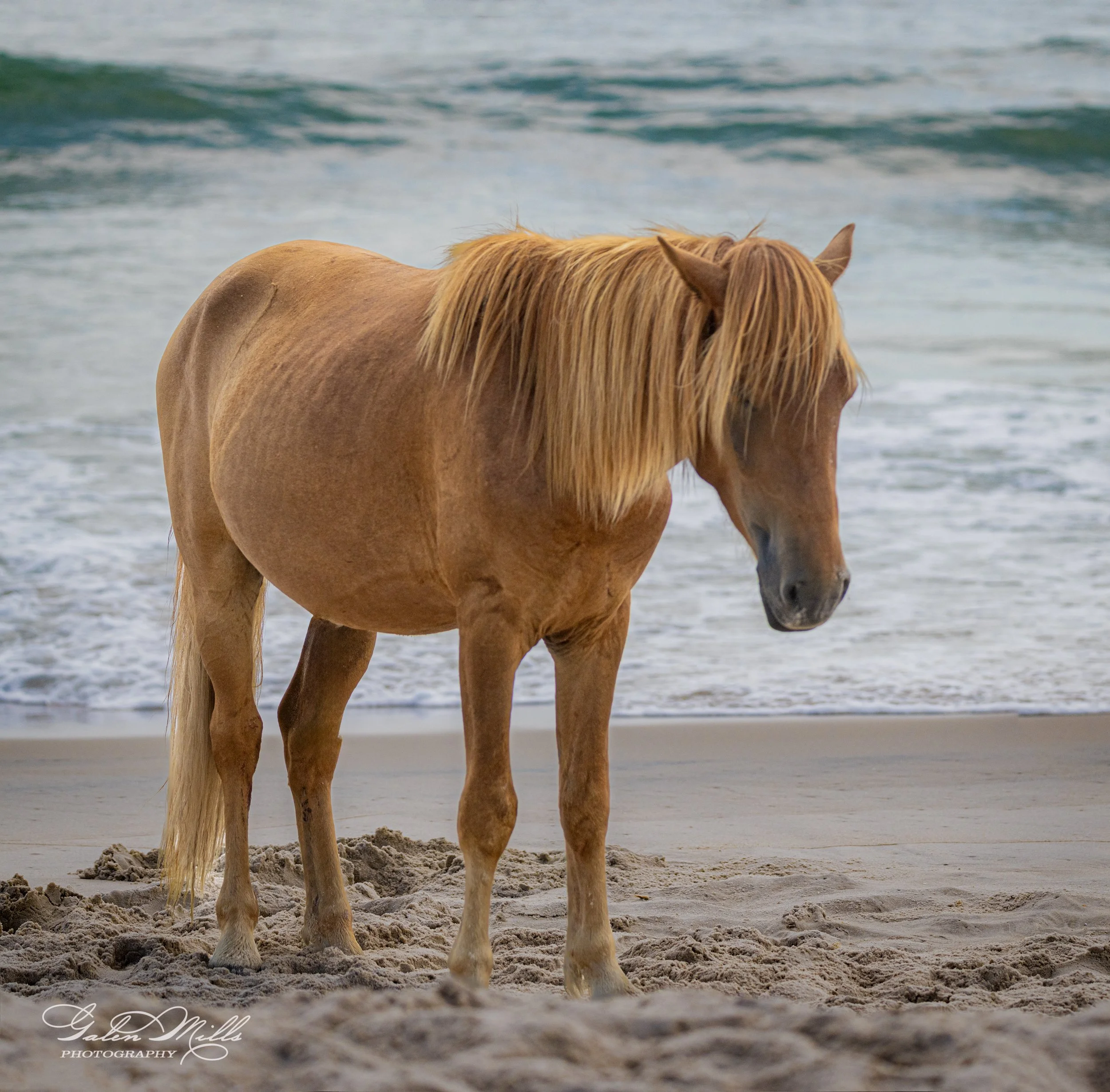A brown horse standing on a beach with ocean waves in the background.