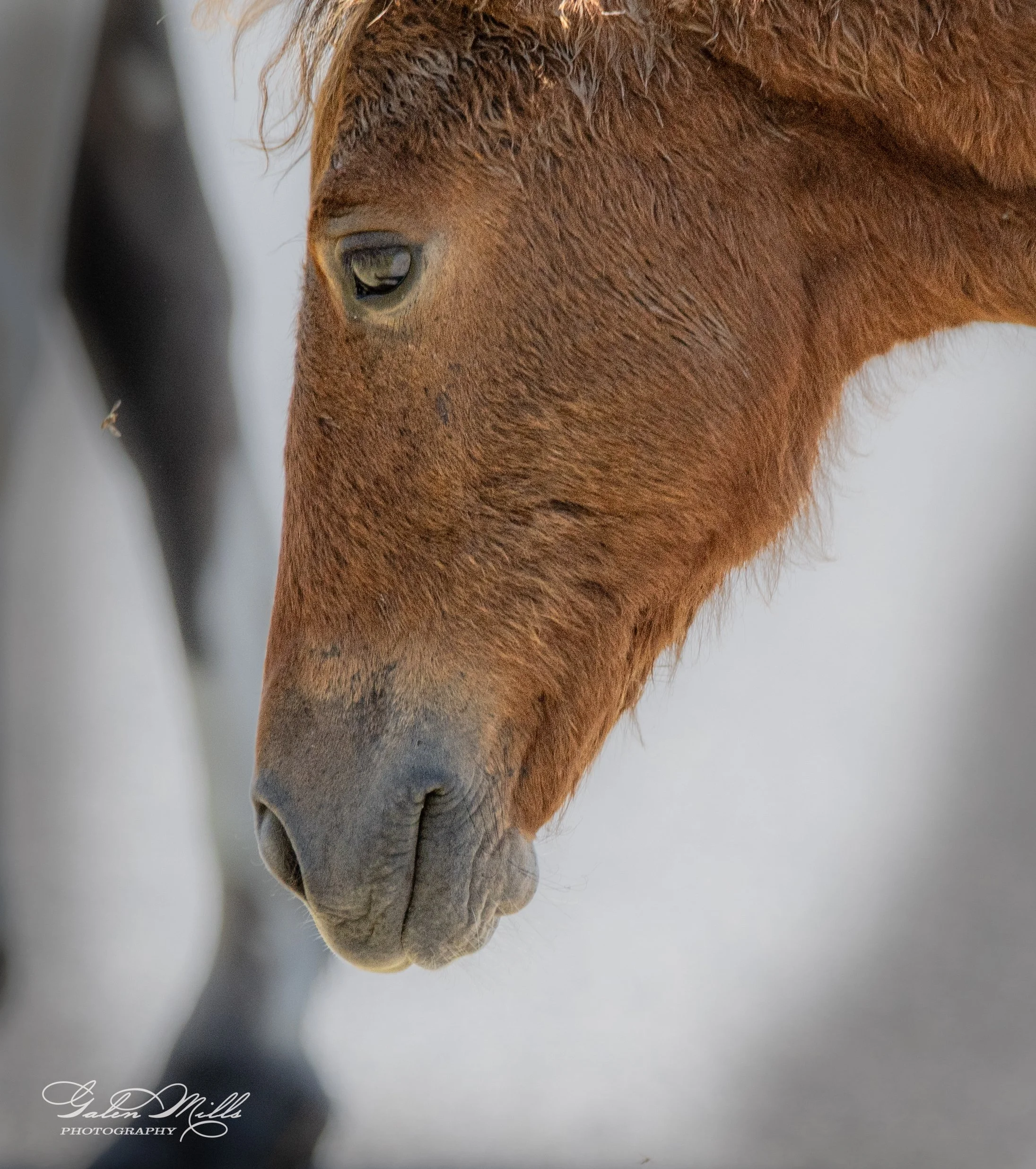 Close-up of a brown horse's face, focusing on its eye and muzzle, with part of a fly visible in the background.