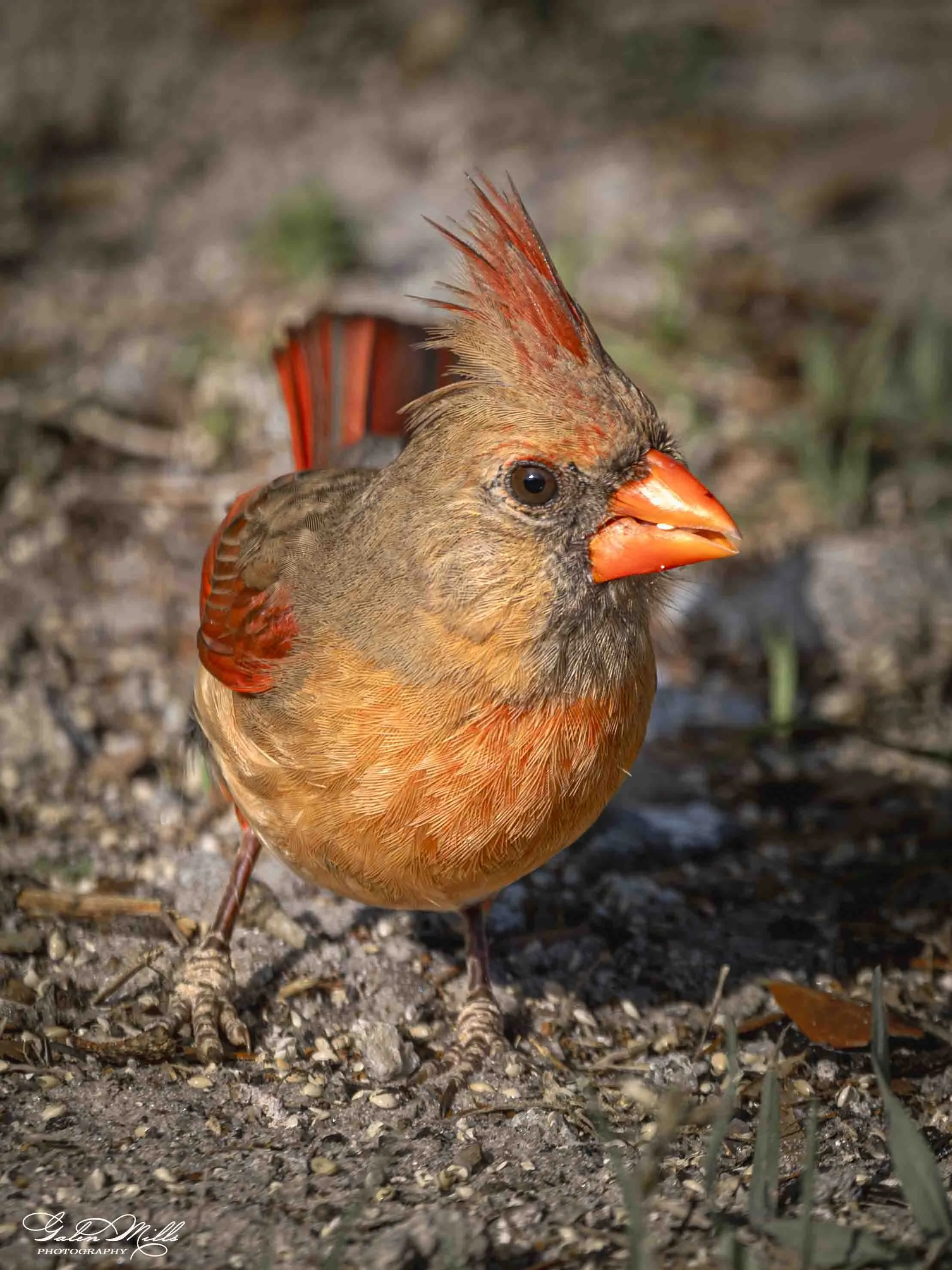 A close-up of a female cardinal with orange and brown feathers, a distinctive crest on its head, an orange beak, and dark eyes standing on the ground with a natural background.