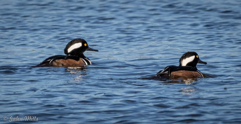 Two male hooded mergansers swimming in calm water.
