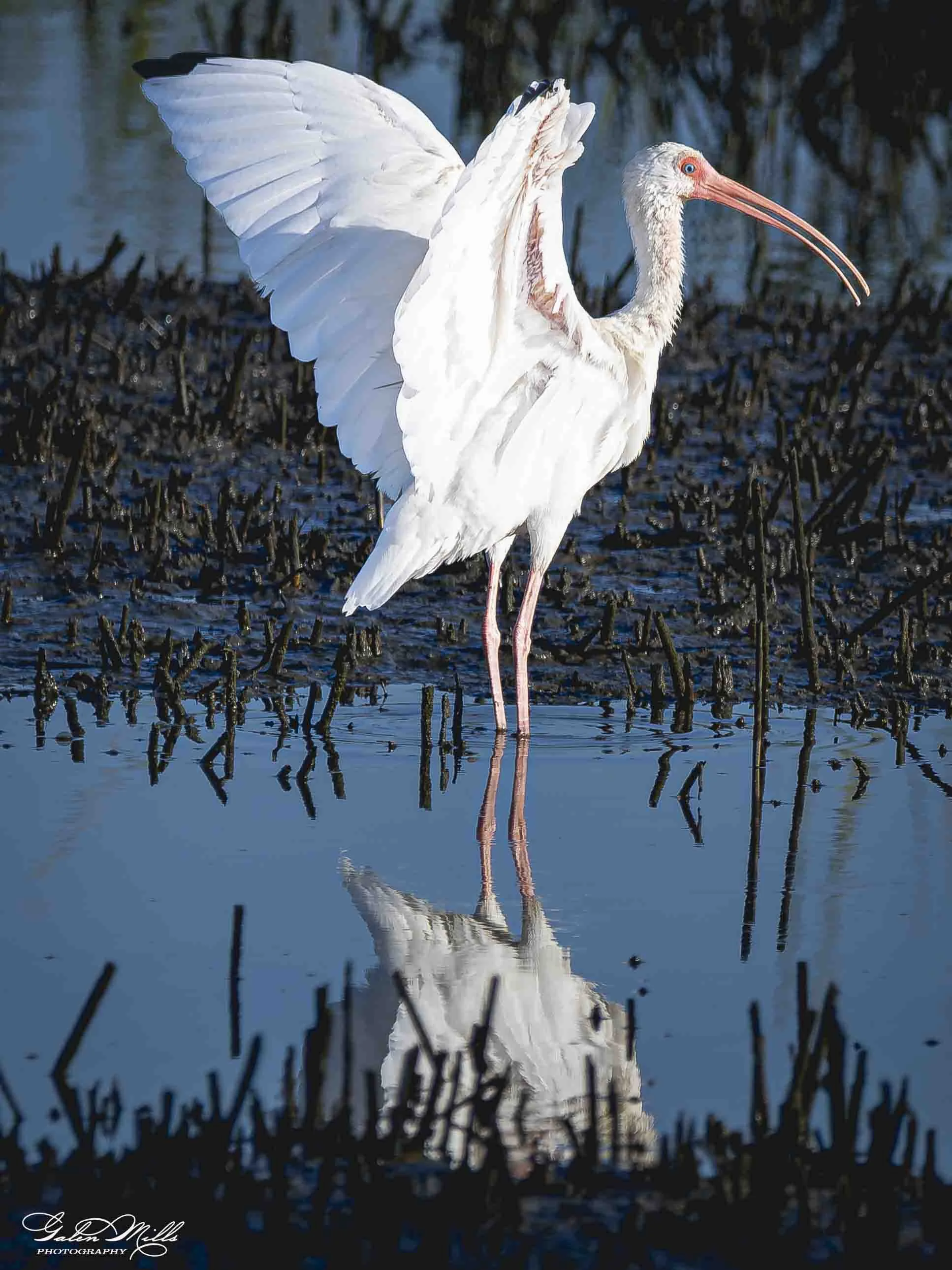 A white ibis standing in water with wings partially open, reflection visible in the water, with dark marsh grasses in the background.