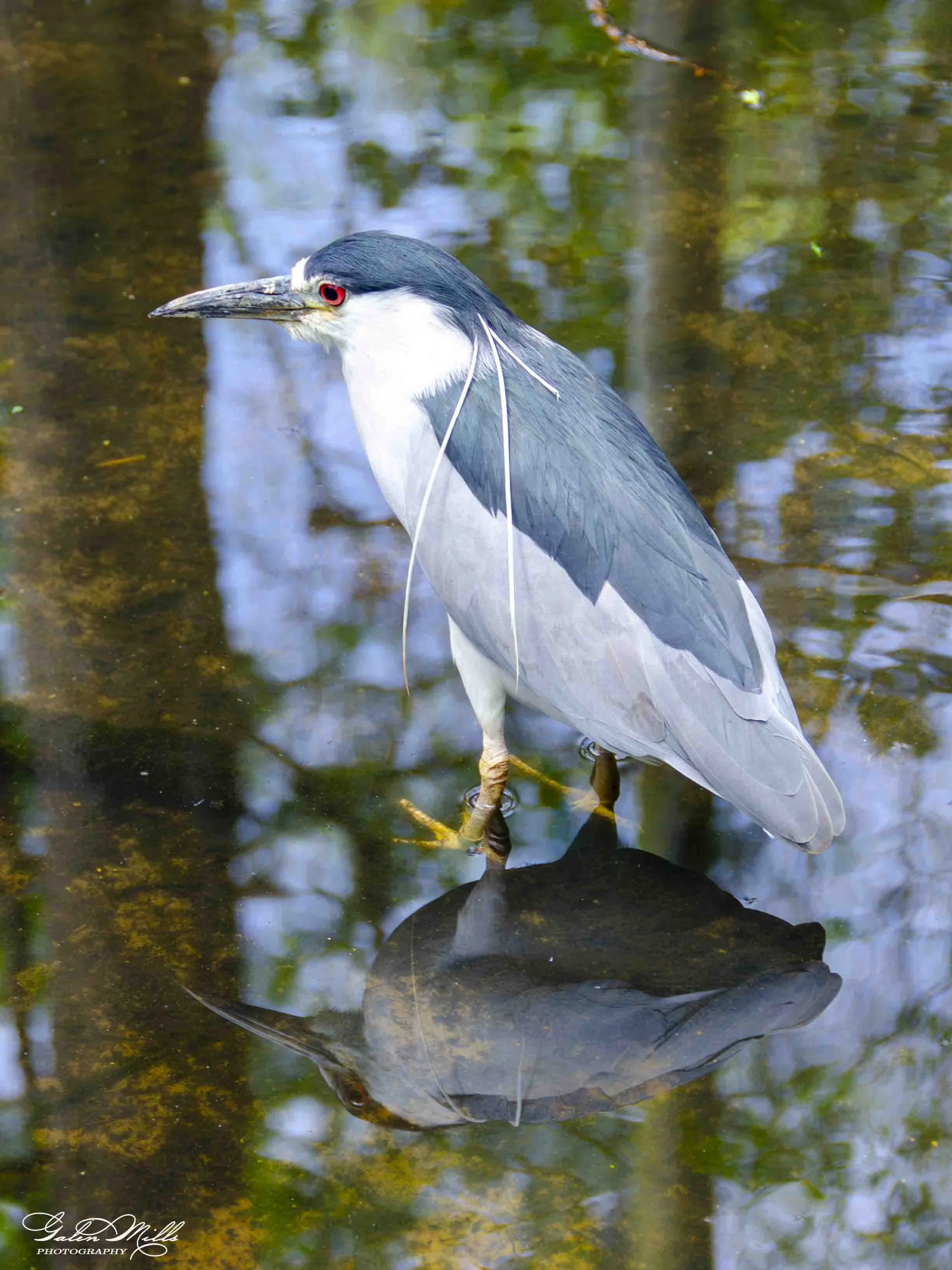 Water birds  Vert-2.jpg