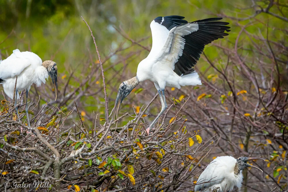Three wood storks perched on a cluster of branches in a natural habitat, with one spreading its wings, surrounded by green foliage.