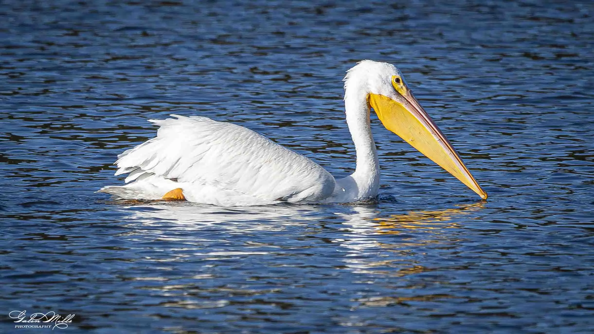 A white pelican swimming in a body of water with a yellow beak and white feathers.