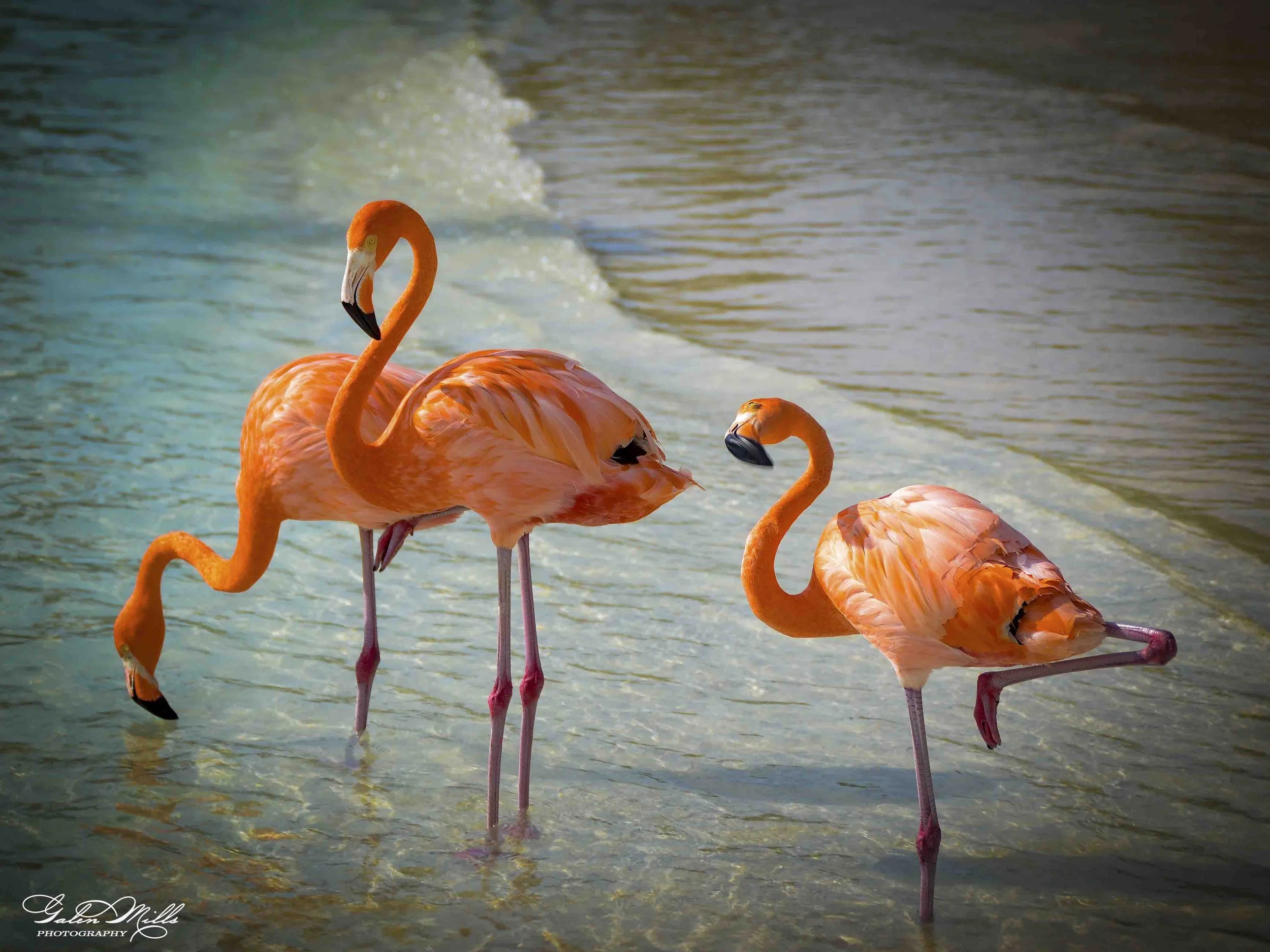 Water birds  Horz-86.jpg
