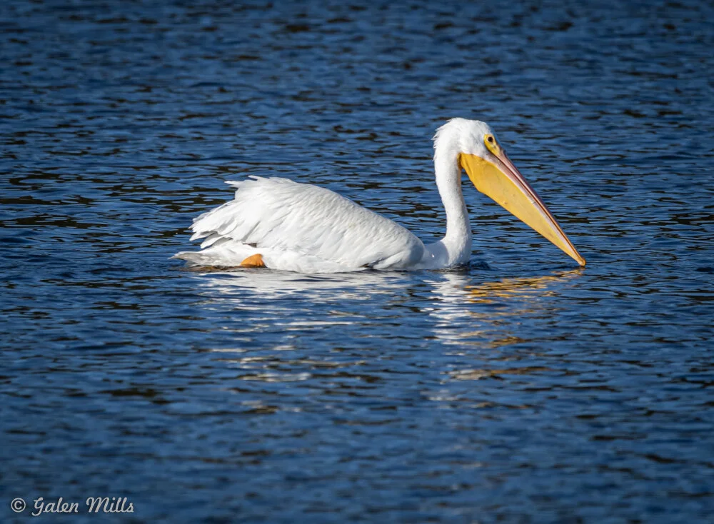 A white pelican swimming in blue water with its long yellow beak visible.