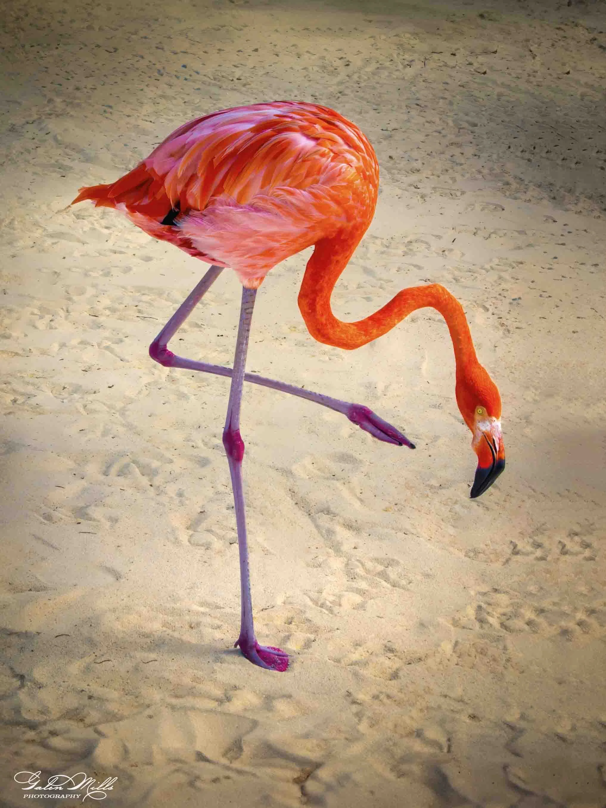 A pink flamingo standing on a sandy beach, with its head bent down toward the ground.