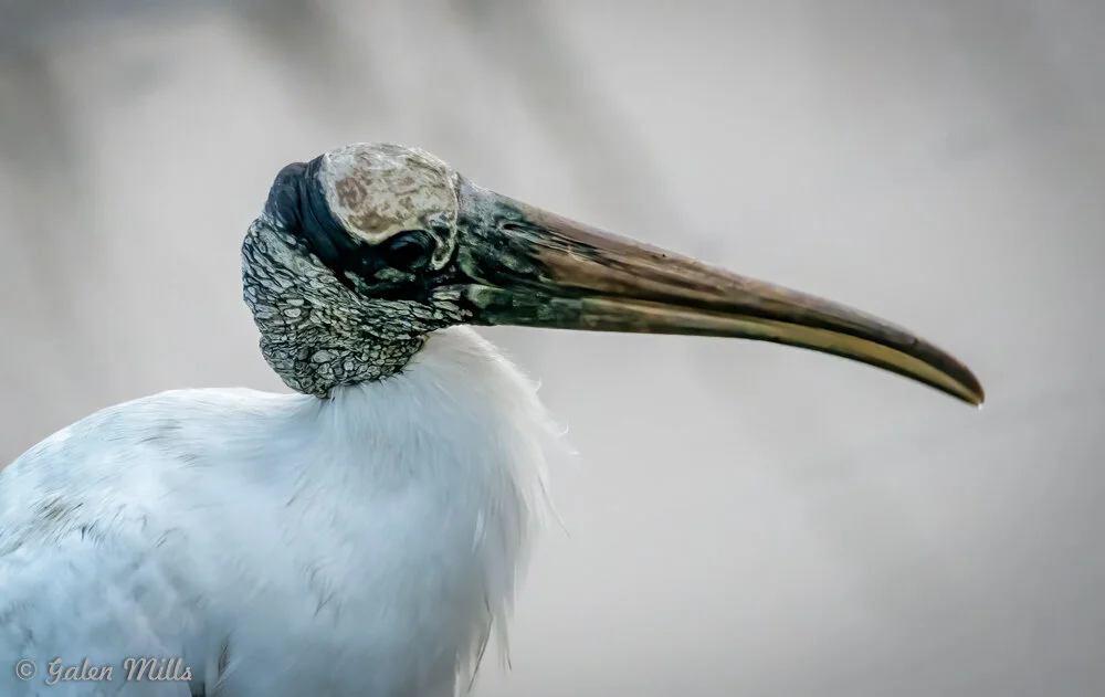 Close-up of a wood stork with a distinctive long beak and white feathers.