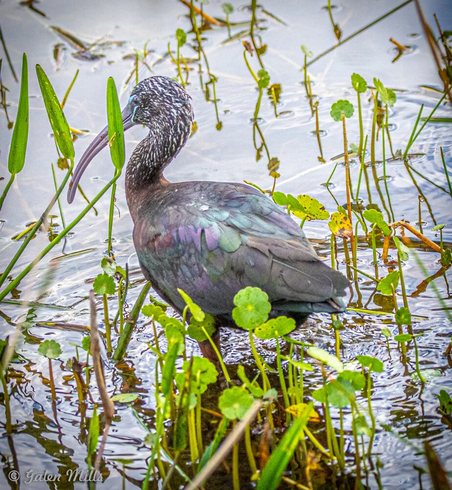 Glossy ibis standing in a wetland with green plants and water reflections.