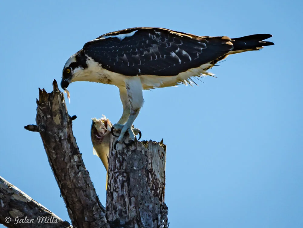 Osprey eating fish on tree branch against blue sky