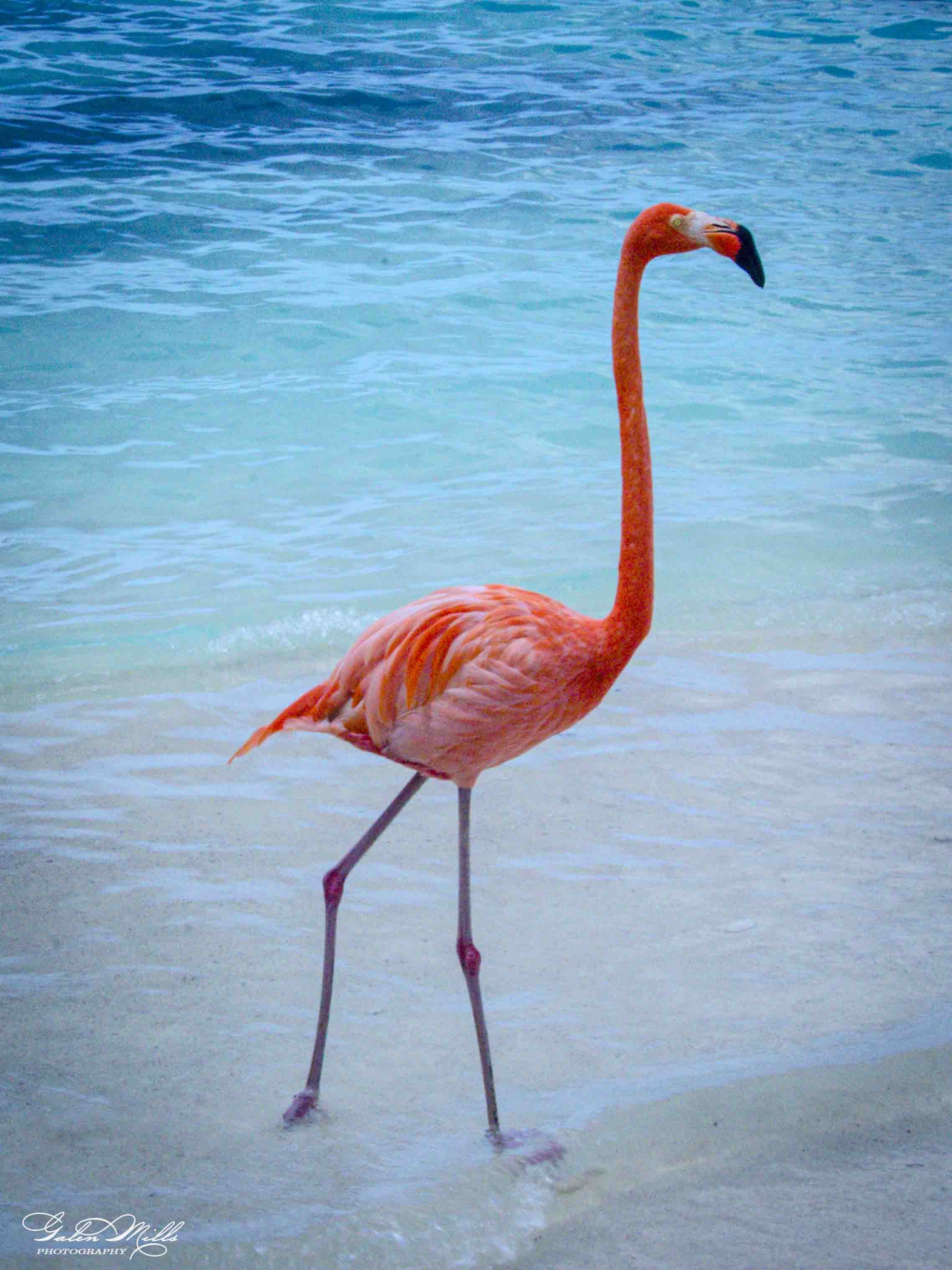 A pink flamingo standing in shallow water by the beach.