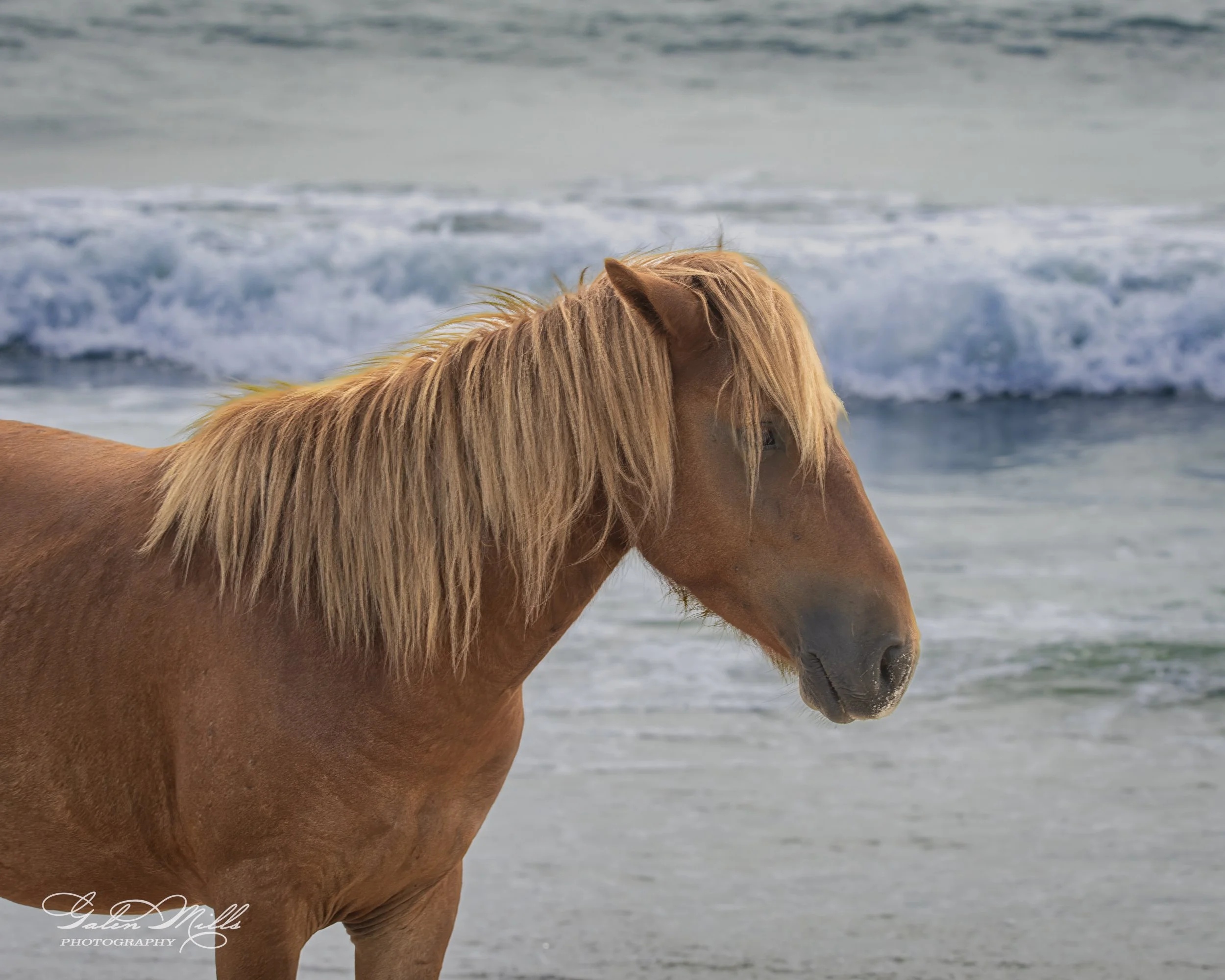 Wild horse with brown coat and mane on a beach near ocean waves.