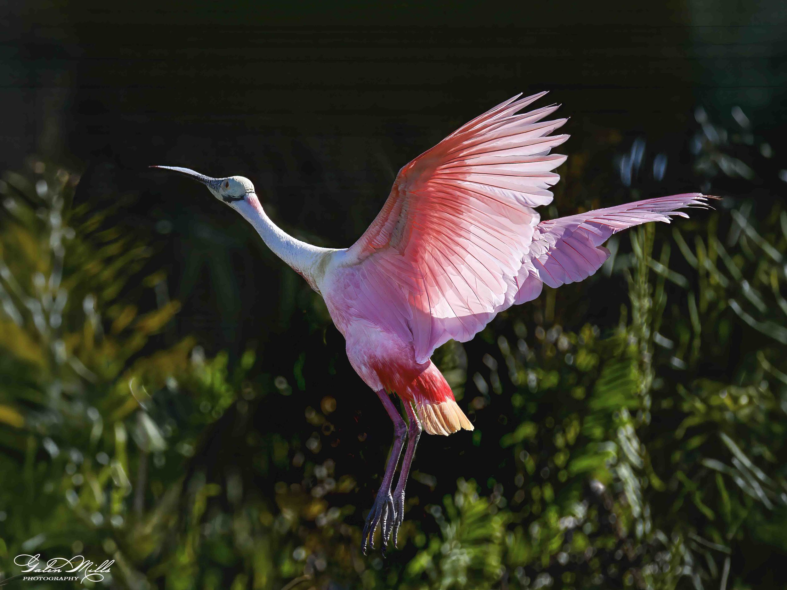 Water birds  Horz-71.jpg
