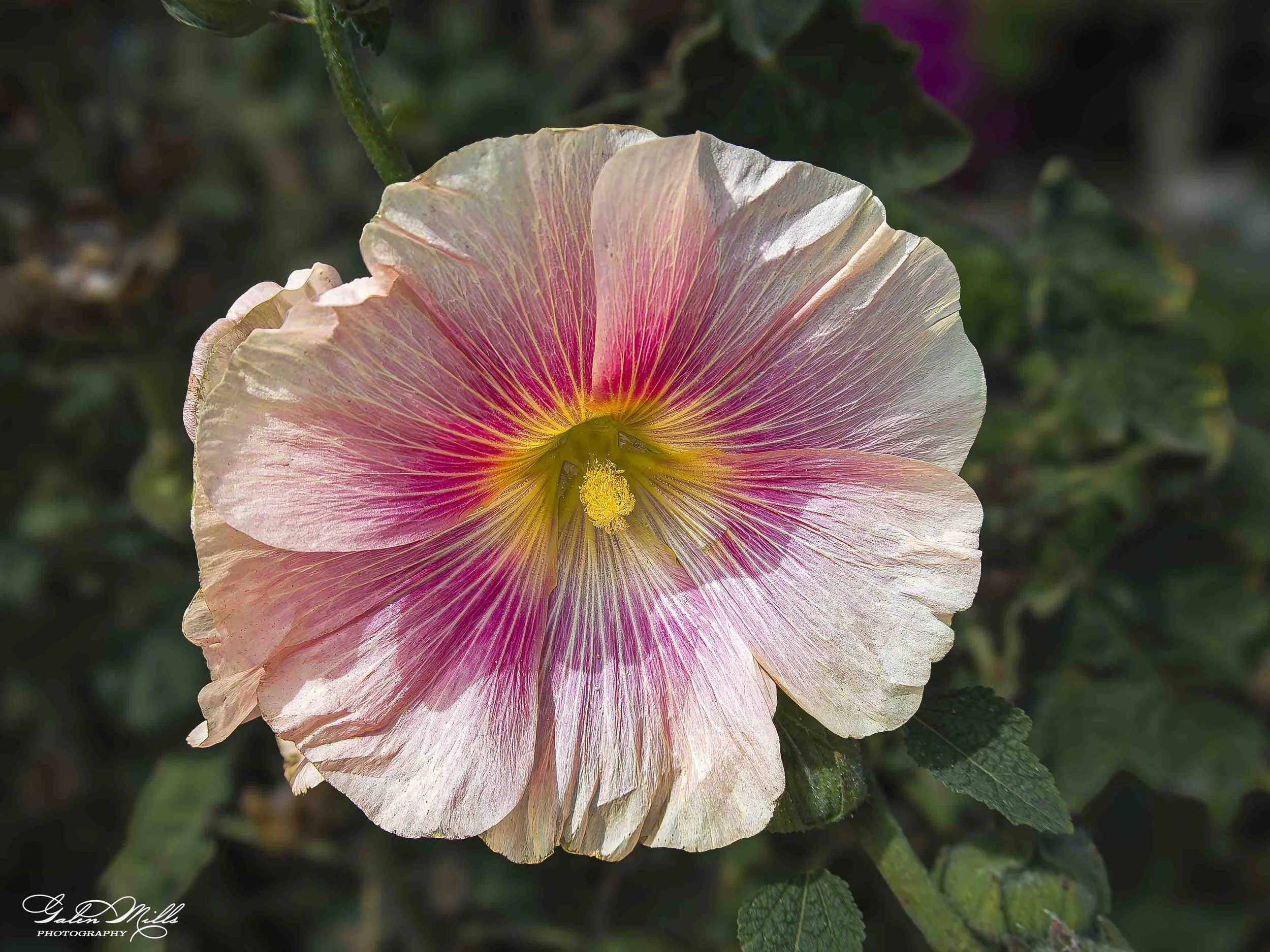 Close-up of a pink and white hibiscus flower with yellow stamens and a green background.