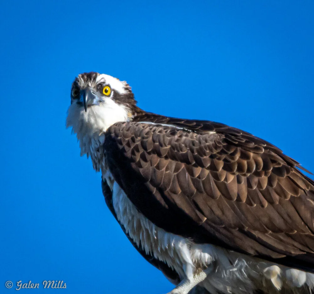 Close-up of an osprey with bright yellow eyes and brown and white plumage against a clear blue sky.