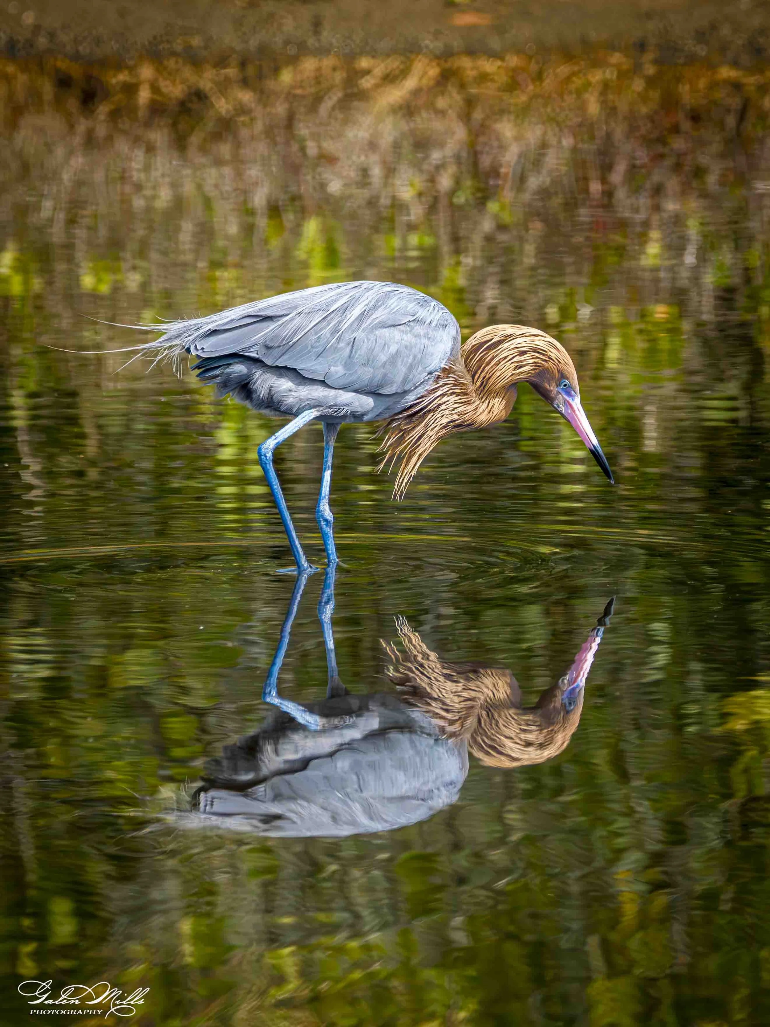 Water birds  Horz-68.jpg