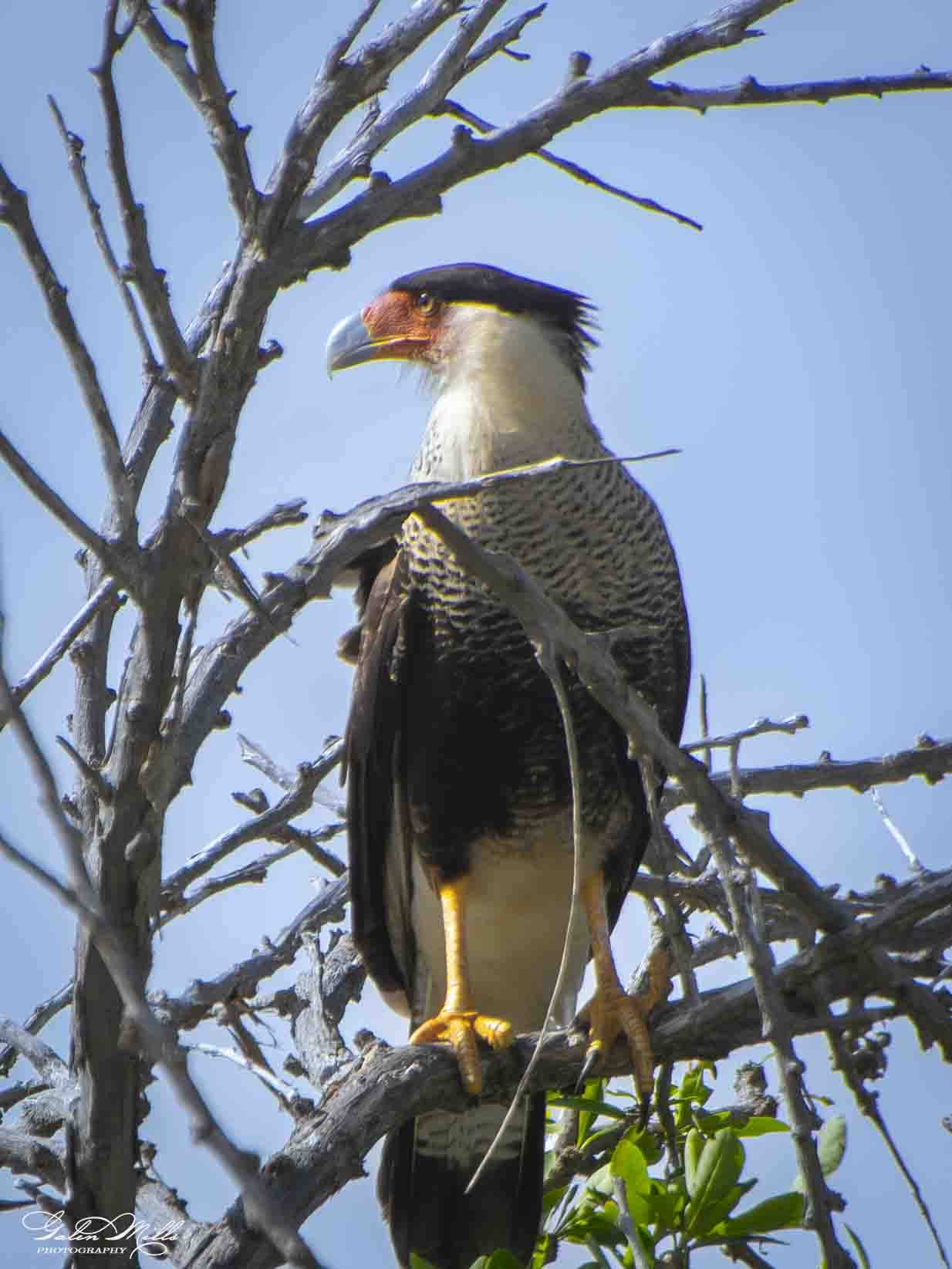SS Wildlife a-13.jpg