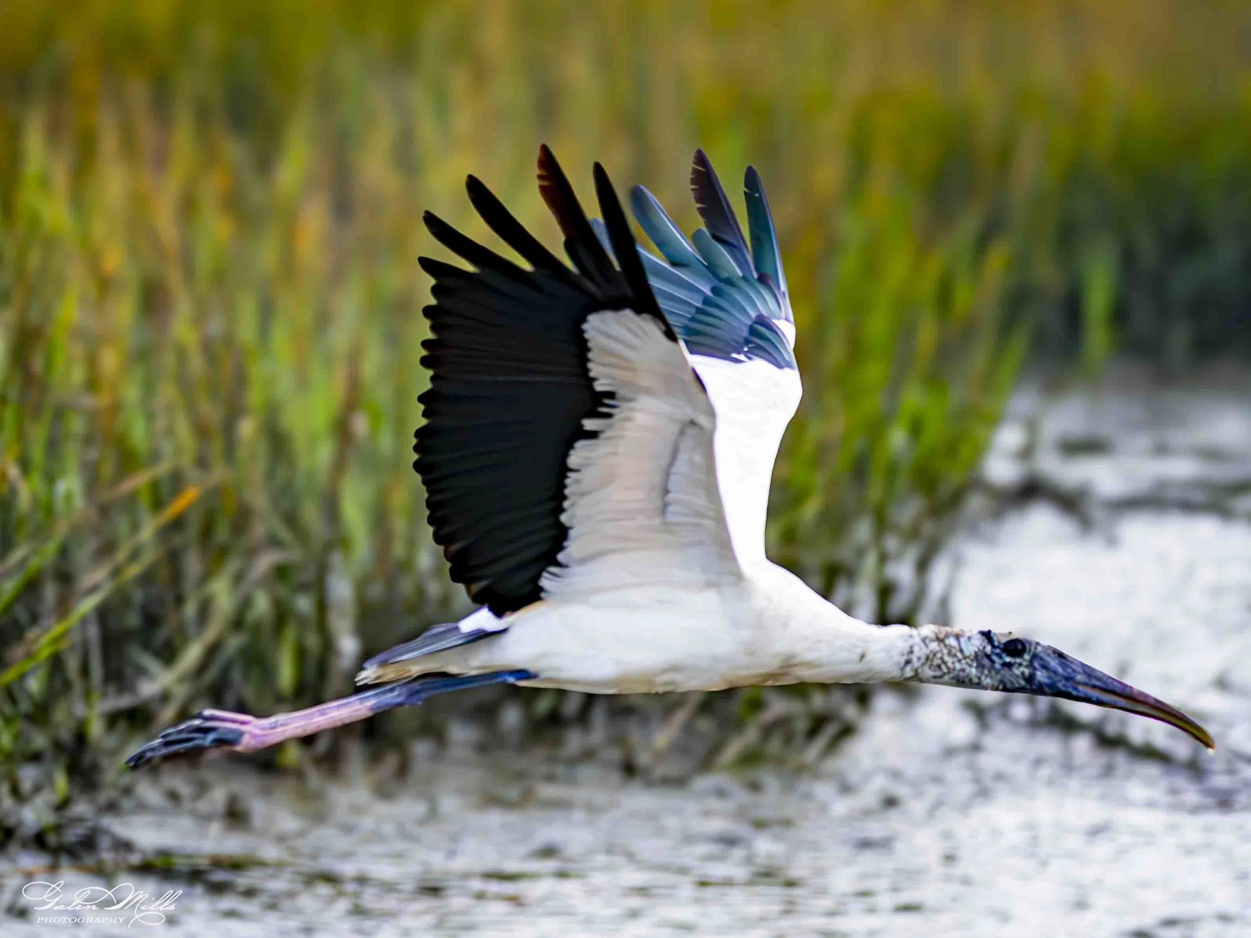 A stork standing on a mossy log near water with blurred green reeds in the background.