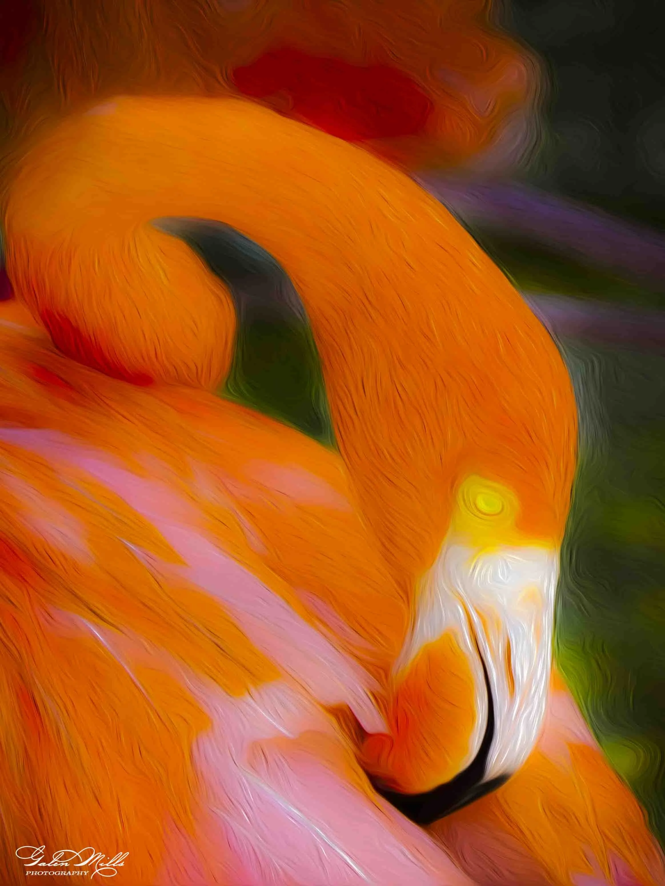 Close-up of a vibrant orange and black orchid flower with blurred green and purple background.