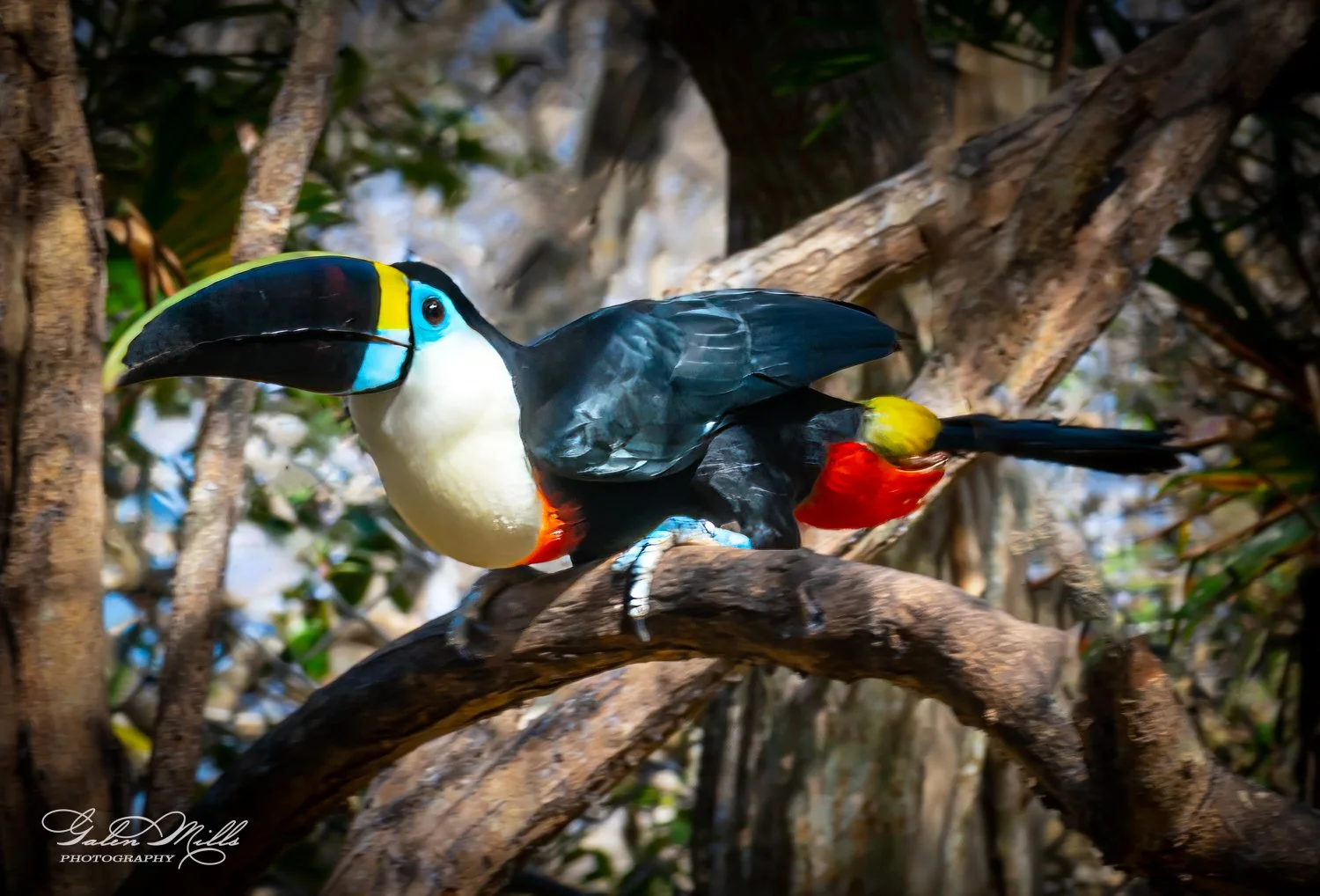 Colorful toucan perched on a tree branch in a forest.