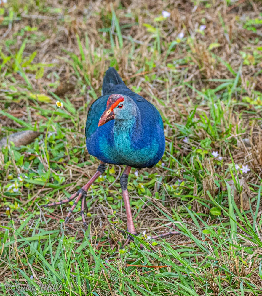 A colorful bird with blue and teal plumage, red forehead, and long legs walking on grass.