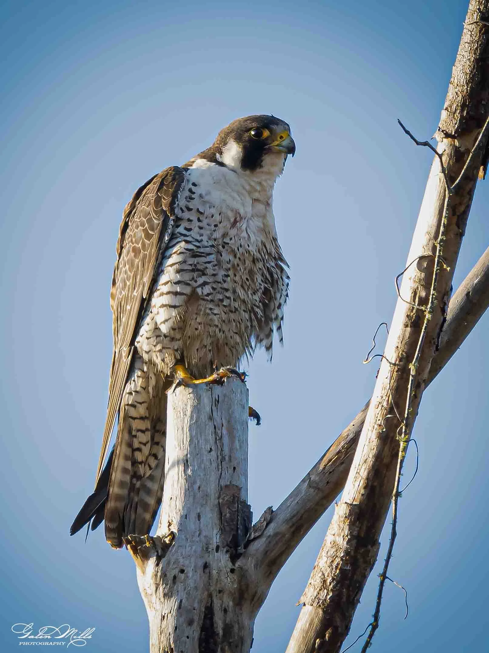 An perigan falcon l perched on a weathered tree stump against a clear blue sky.