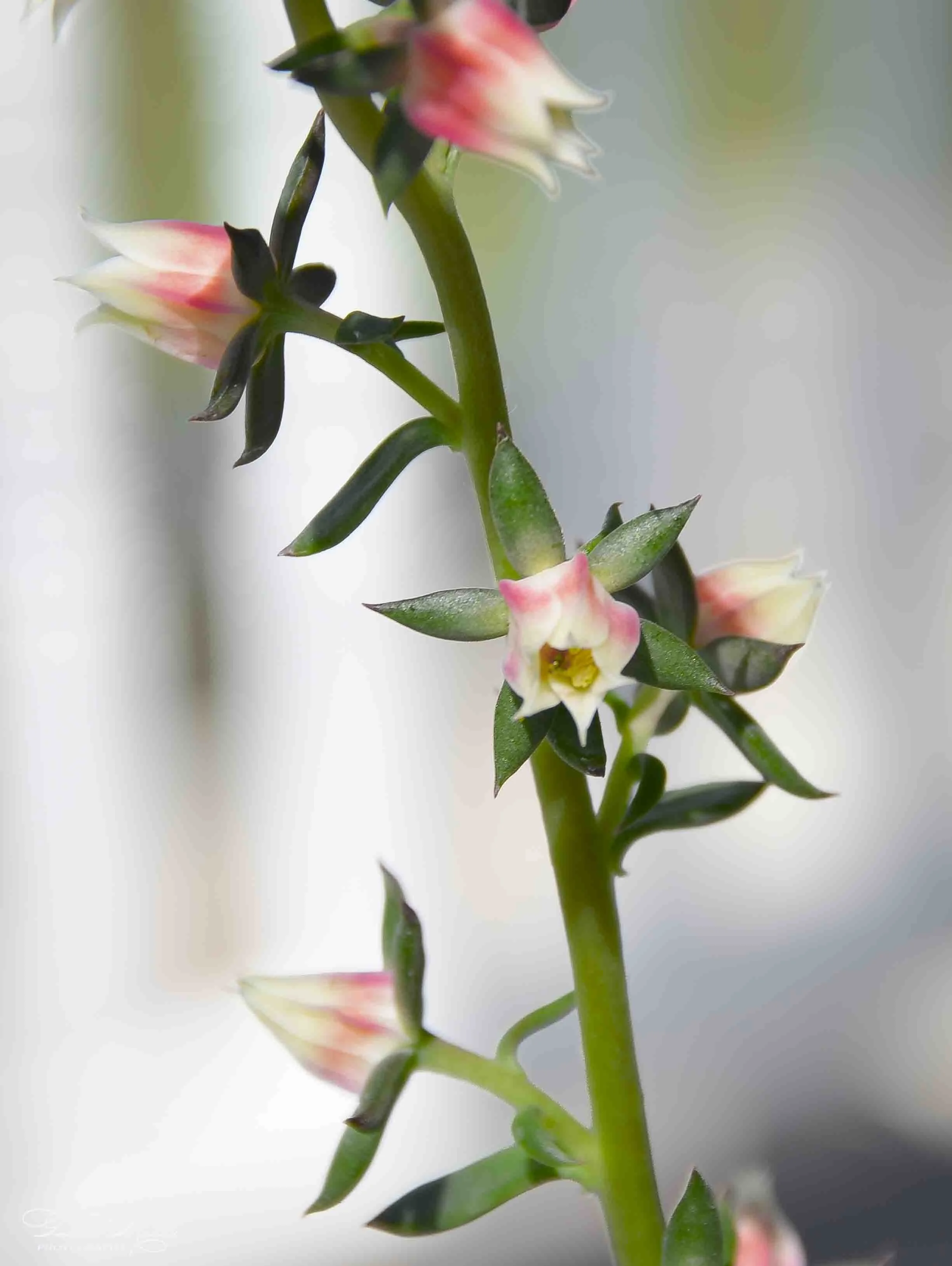 Close-up of a flowering plant with small, tubular, pink and white flowers and dark green, pointed leaves on a green stem.