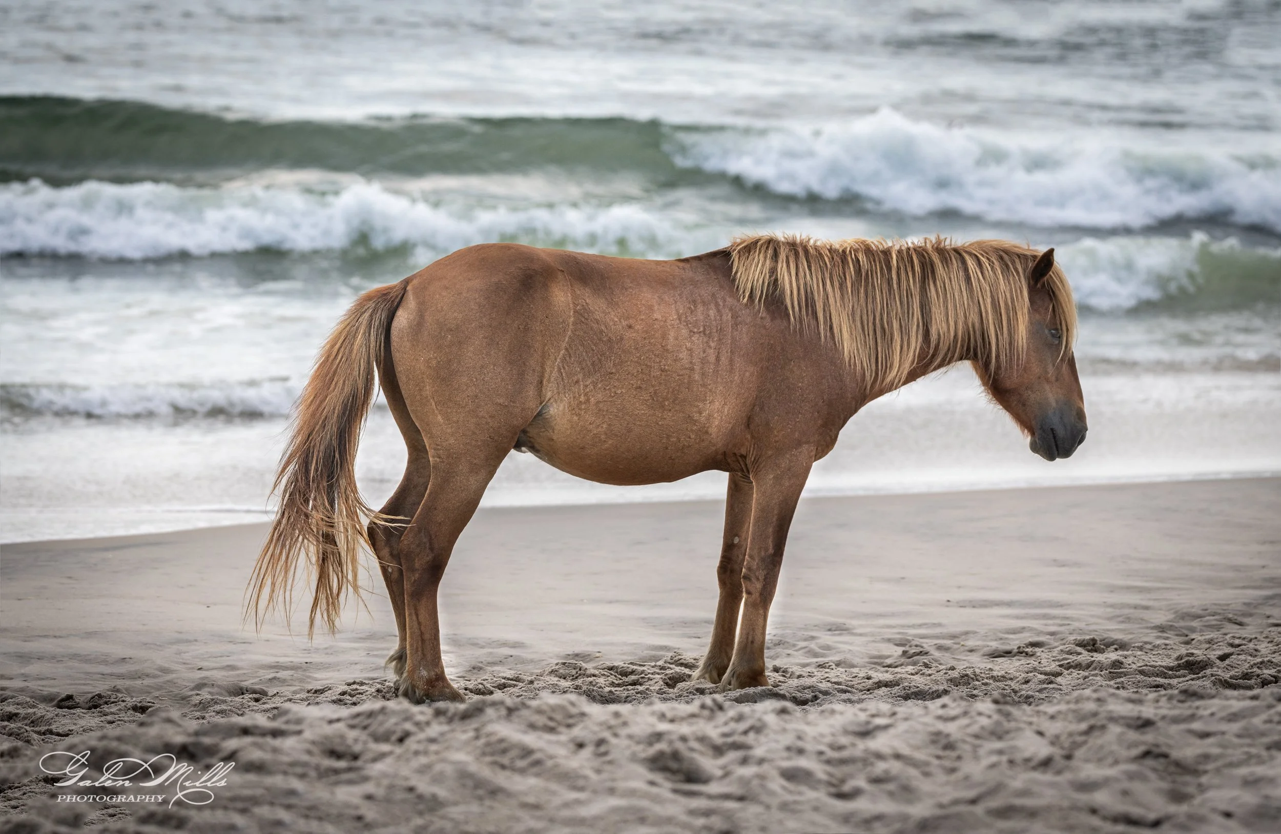A wild horse standing on a sandy beach with waves in the background.