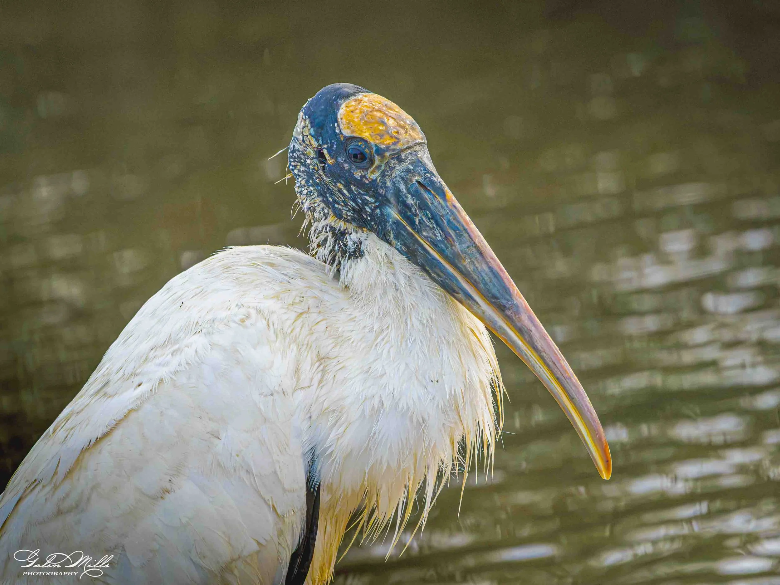 Close-up of a white stork with a colorful blue, orange, and yellow head and long beak, standing in water.
